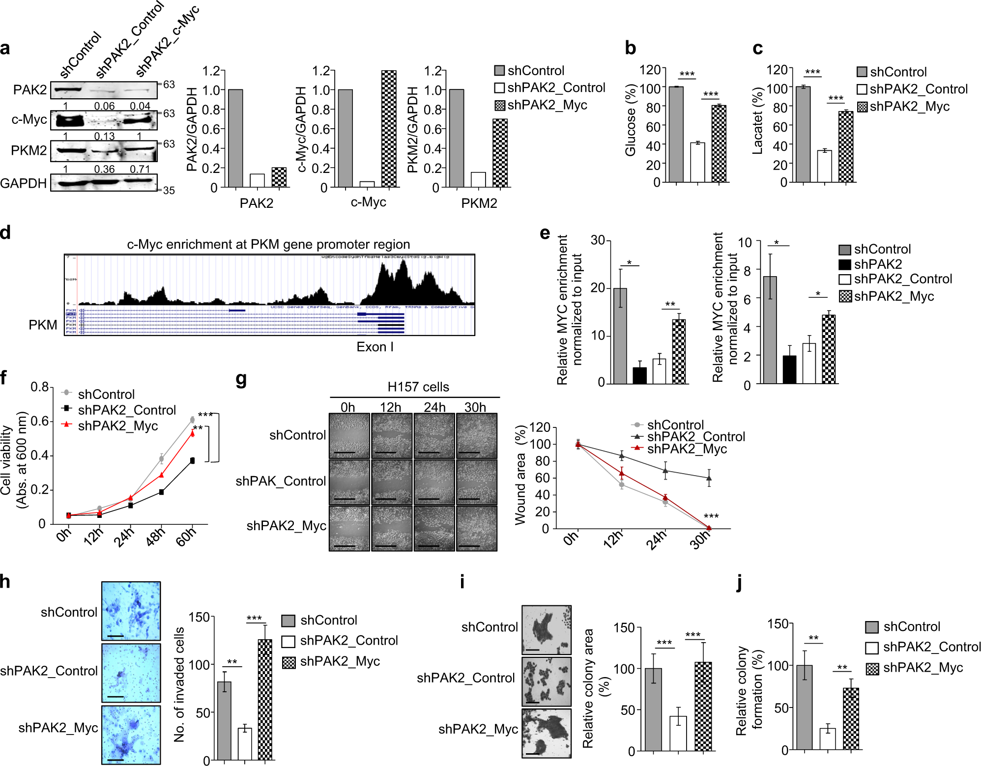 Fig. 5: c-MYC complementation rescues the active proliferation.
