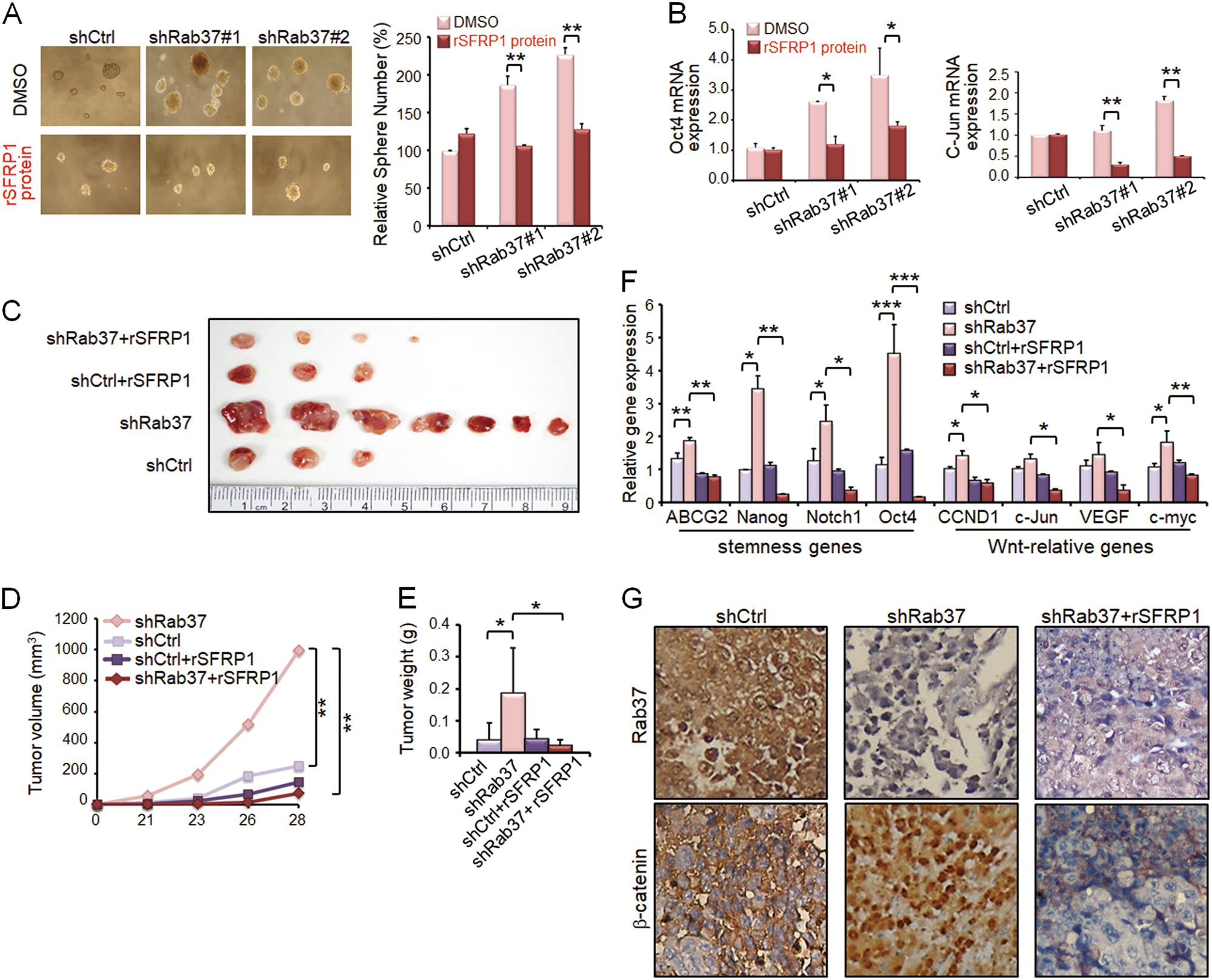 Fig. 4: Treatment with SFRP1 recombinant protein reduces lung cancer sphere formation ability in vitro and rescues the increased tumor initiation ability in vivo.