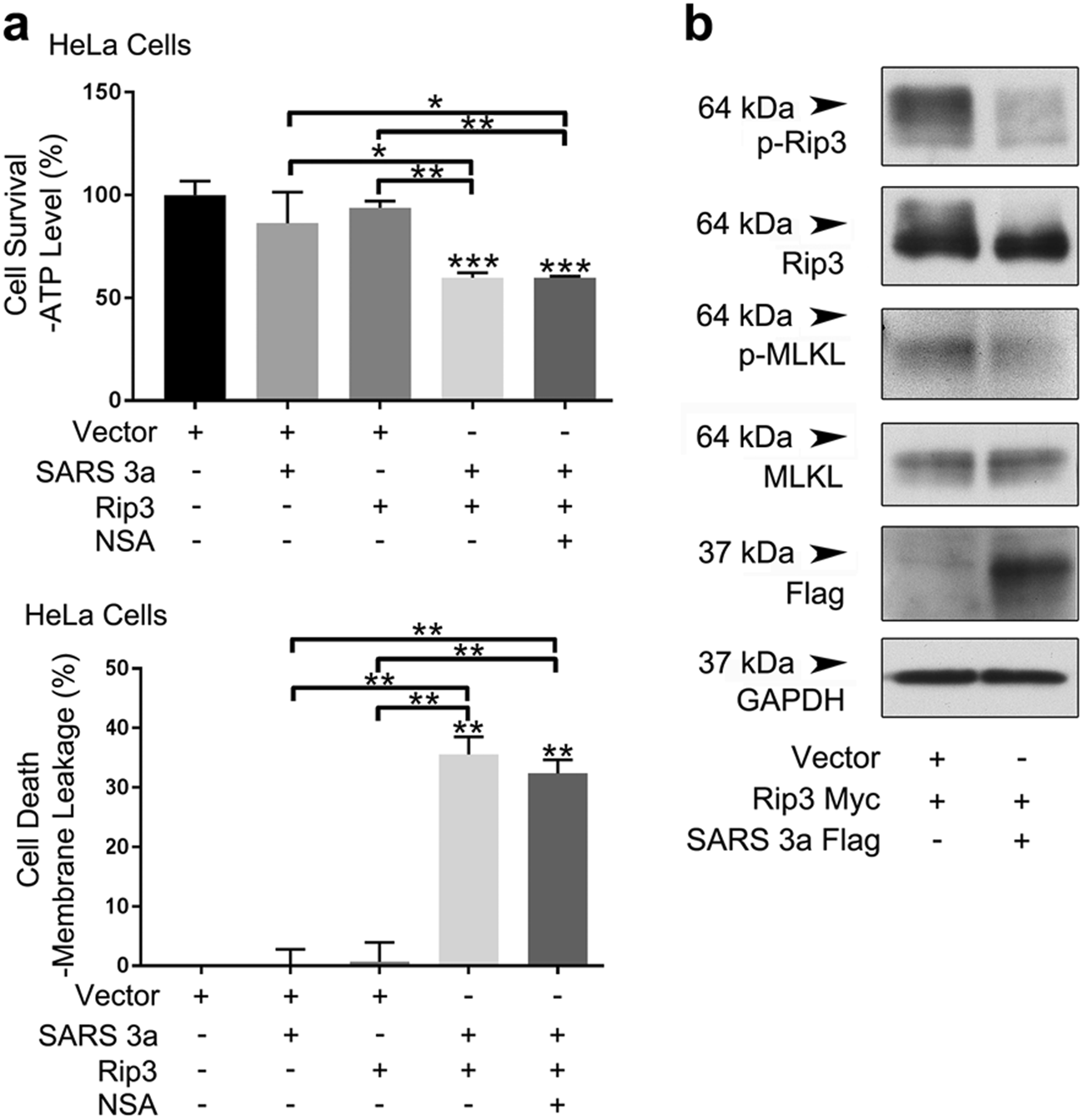 Fig. 3: SARS 3a induced cell death is MLKL independent.