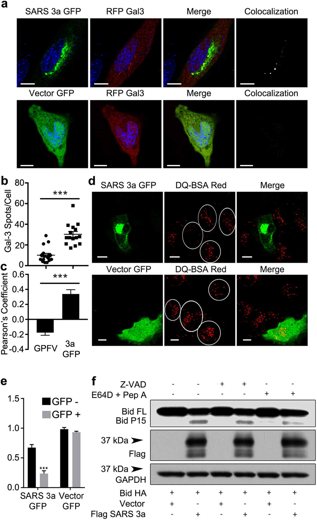 Fig. 6: SARS 3a causes lysosome damage.