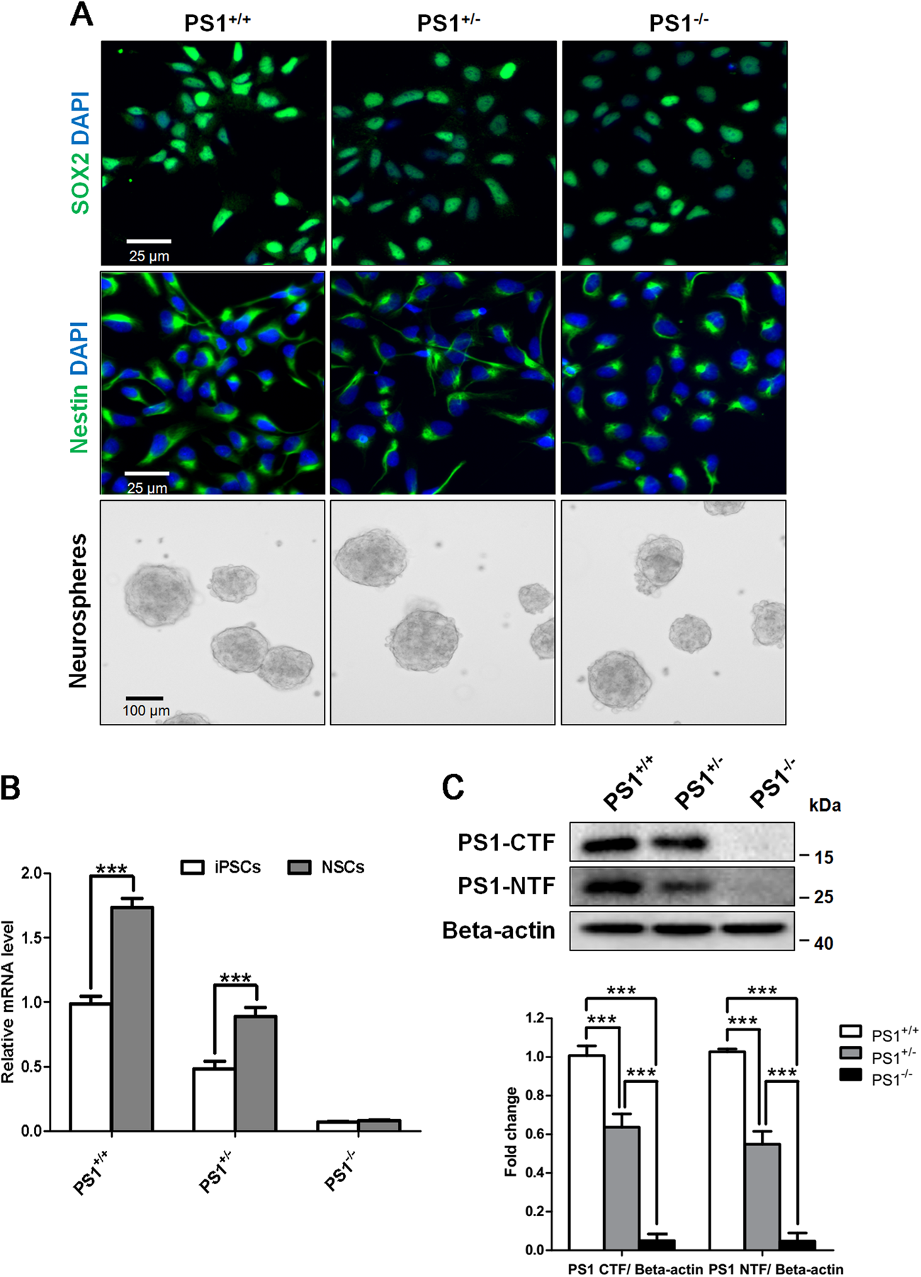 Fig. 1: Characteristics of human iPSC-derived NSCs with PS1 knockout.