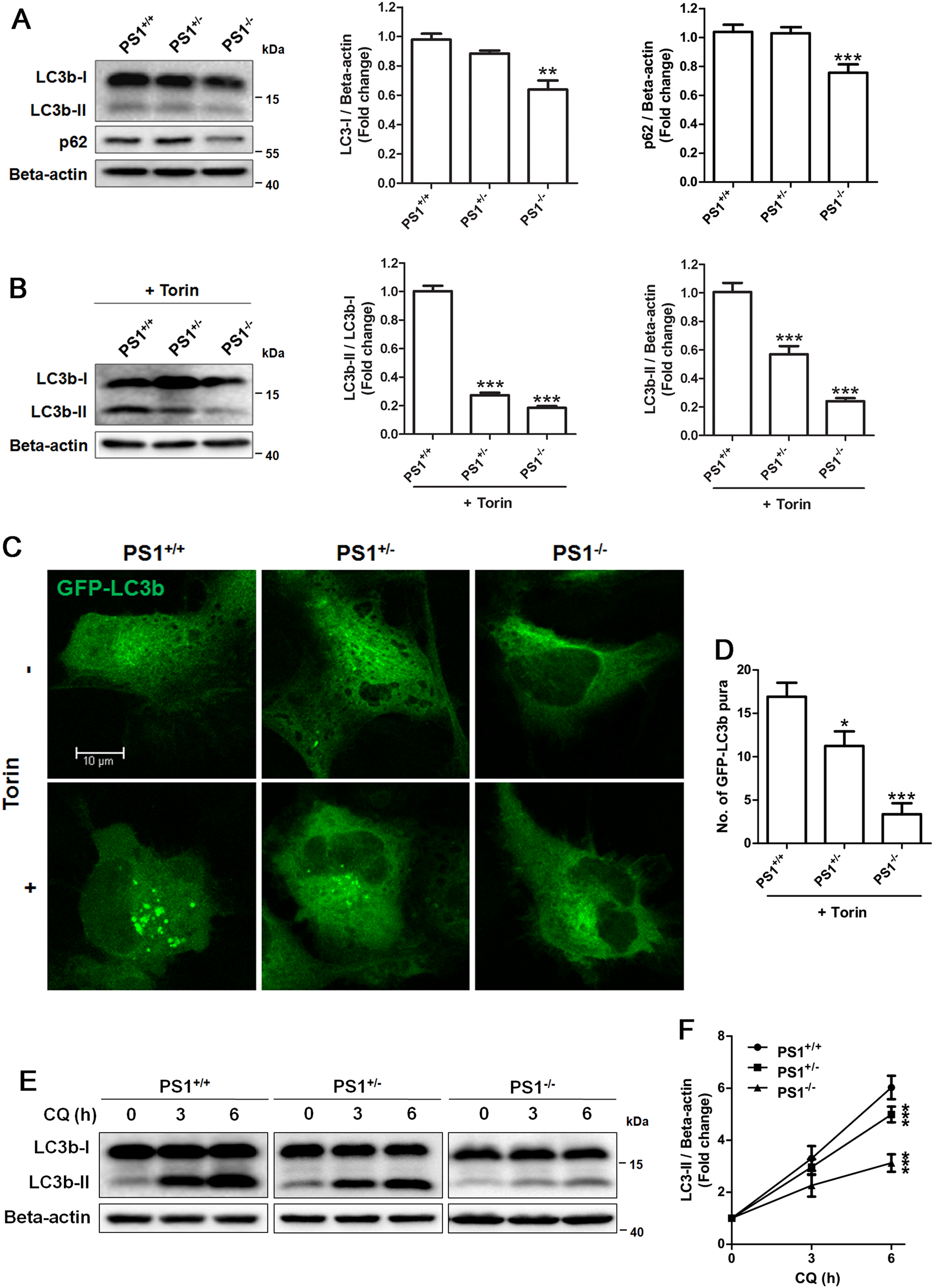 Fig. 2: PS1 deficiency suppressed Torin 1-induced autophagosome formation and basal autophagy flux in human NSCs.