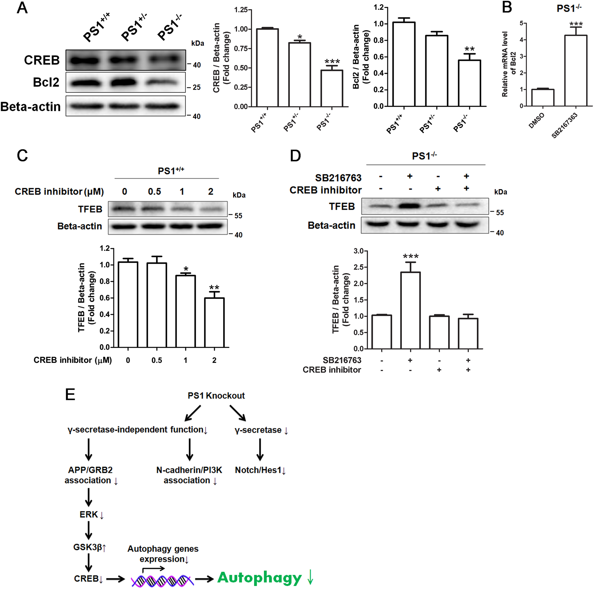 Fig. 7: CREB inhibitor blocked the effect of GSK3β in PS1-knockout NSCs.