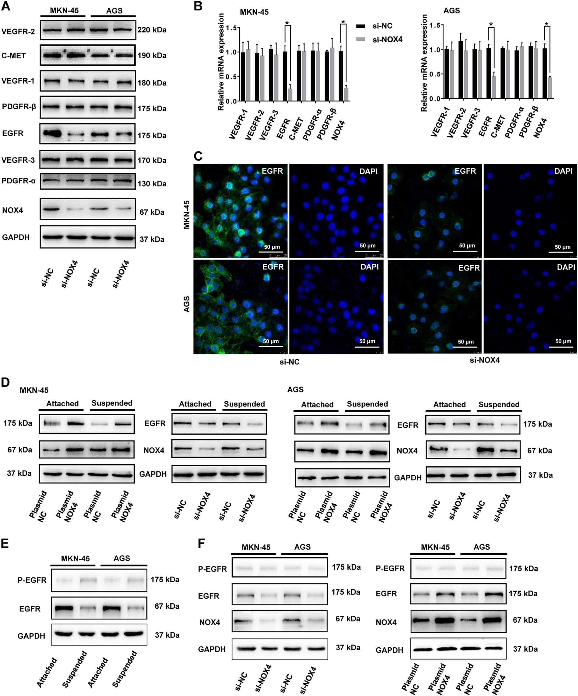 Fig. 4: NOX4 positively regulates the expression of EGFR.