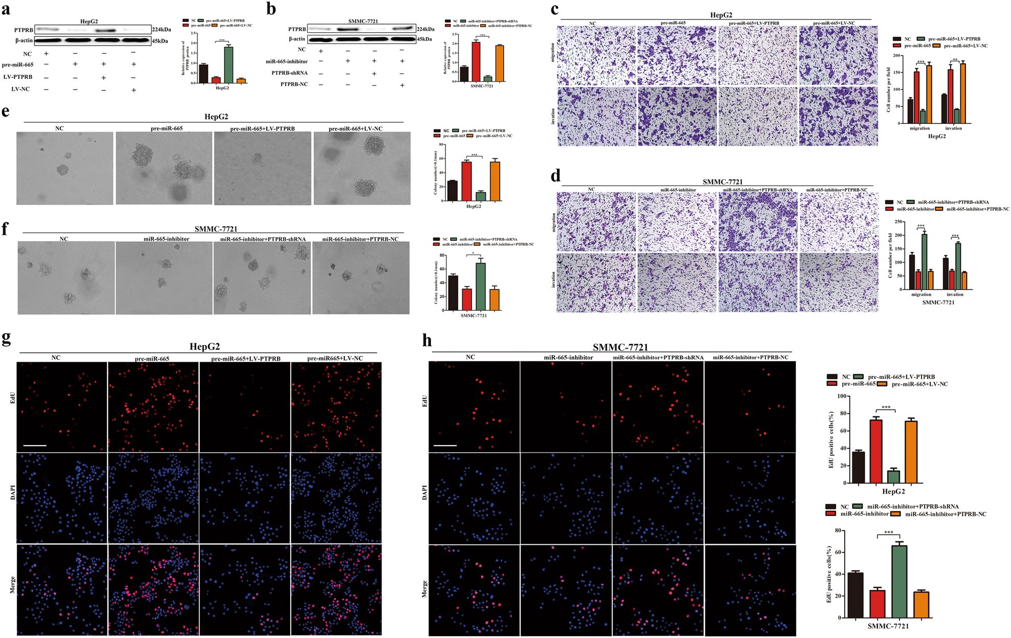 Fig. 5: Rescue experiments performed to confirm that PTPRB is the functional target of miR-665 in HCC progression.