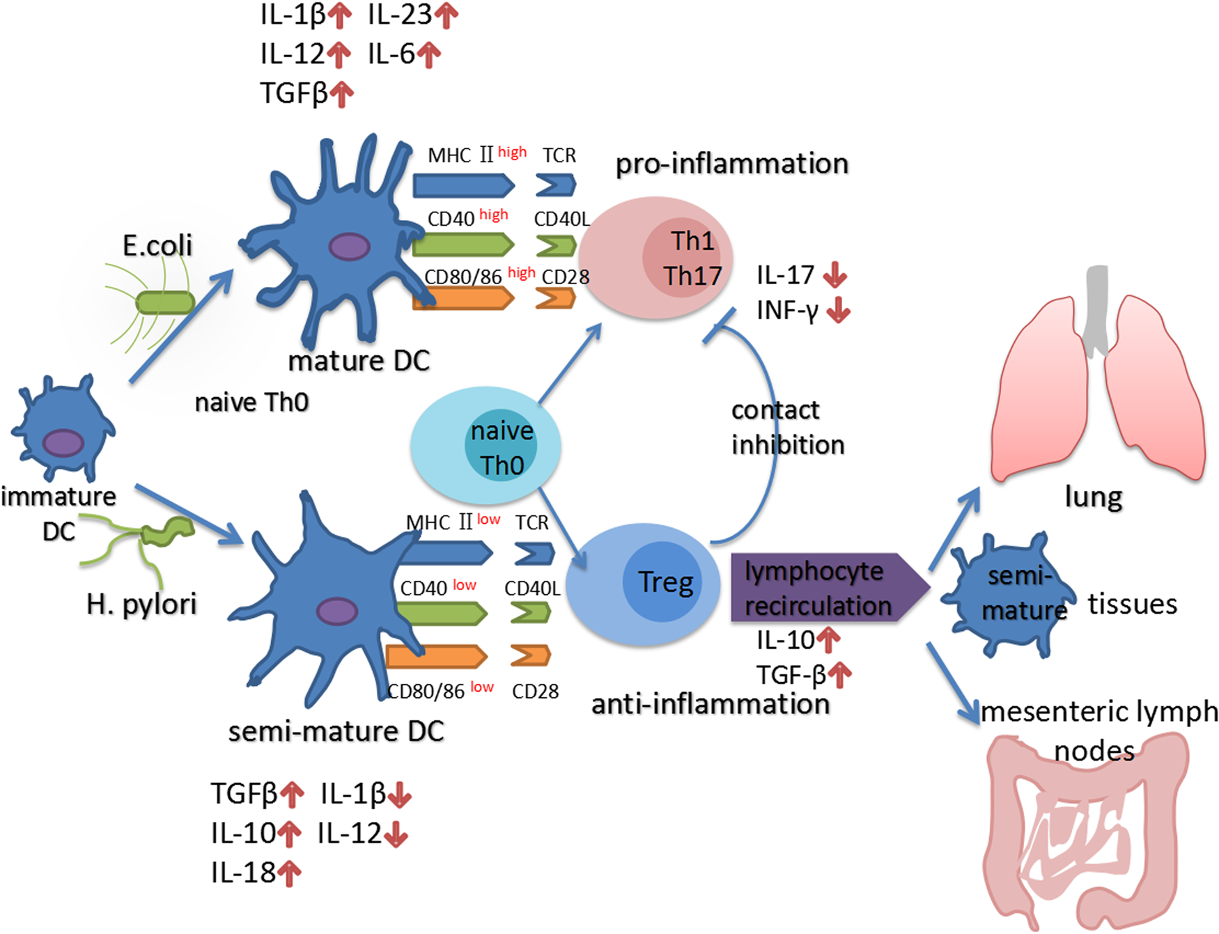 Helicobacter Pylori Infection And Inflammatory Bowel Disease A