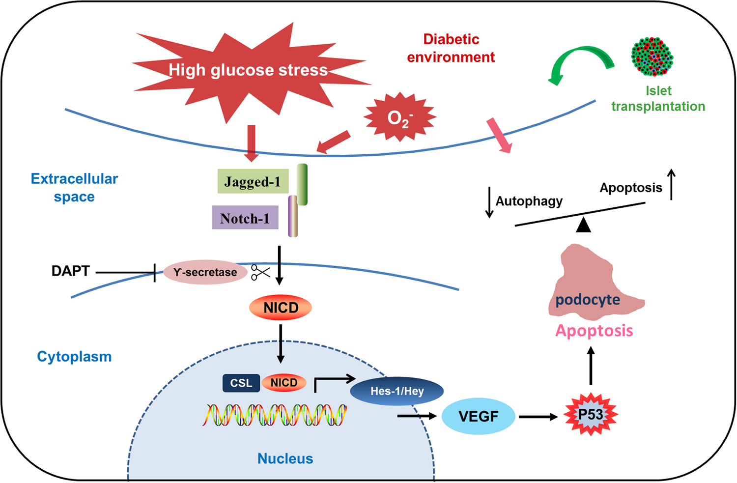 Fig. 6: Diabetic microenvironment and aberrant activation of Notch-1 signaling affect podocyte restoration after islet transplantation by regulating the balance between autophagy and apoptosis.