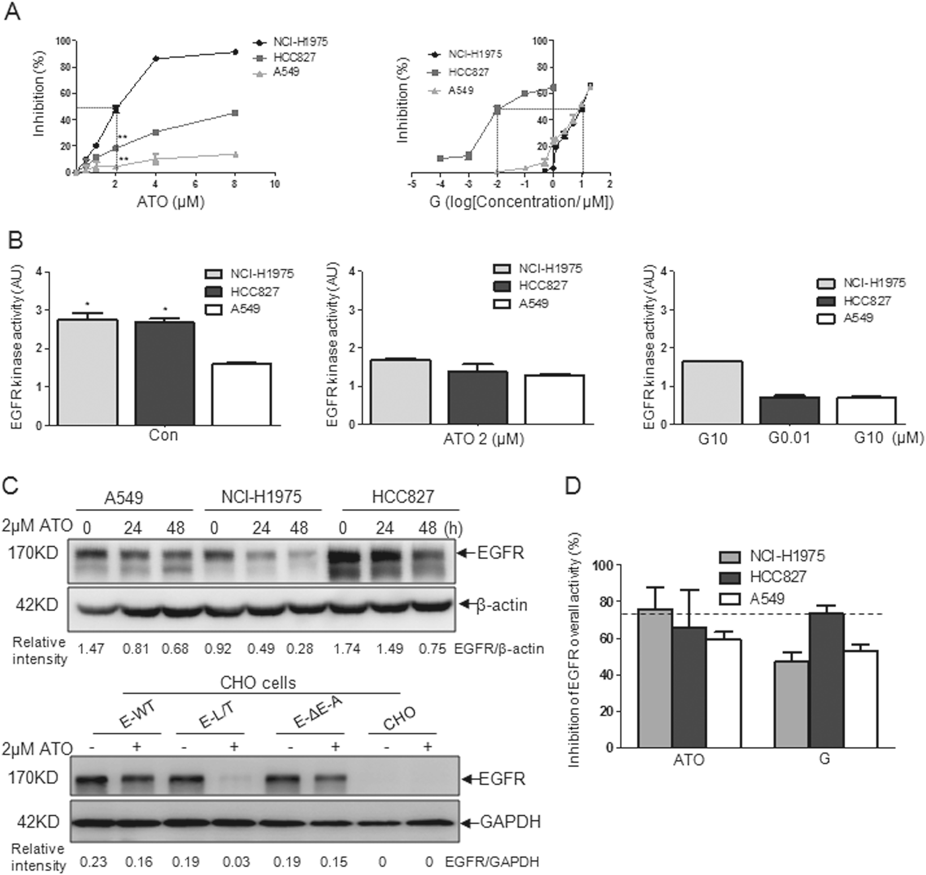 Fig. 1: Inhibition of the proliferation and overall EGFR kinase activity by ATO in NSCLC cell lines.