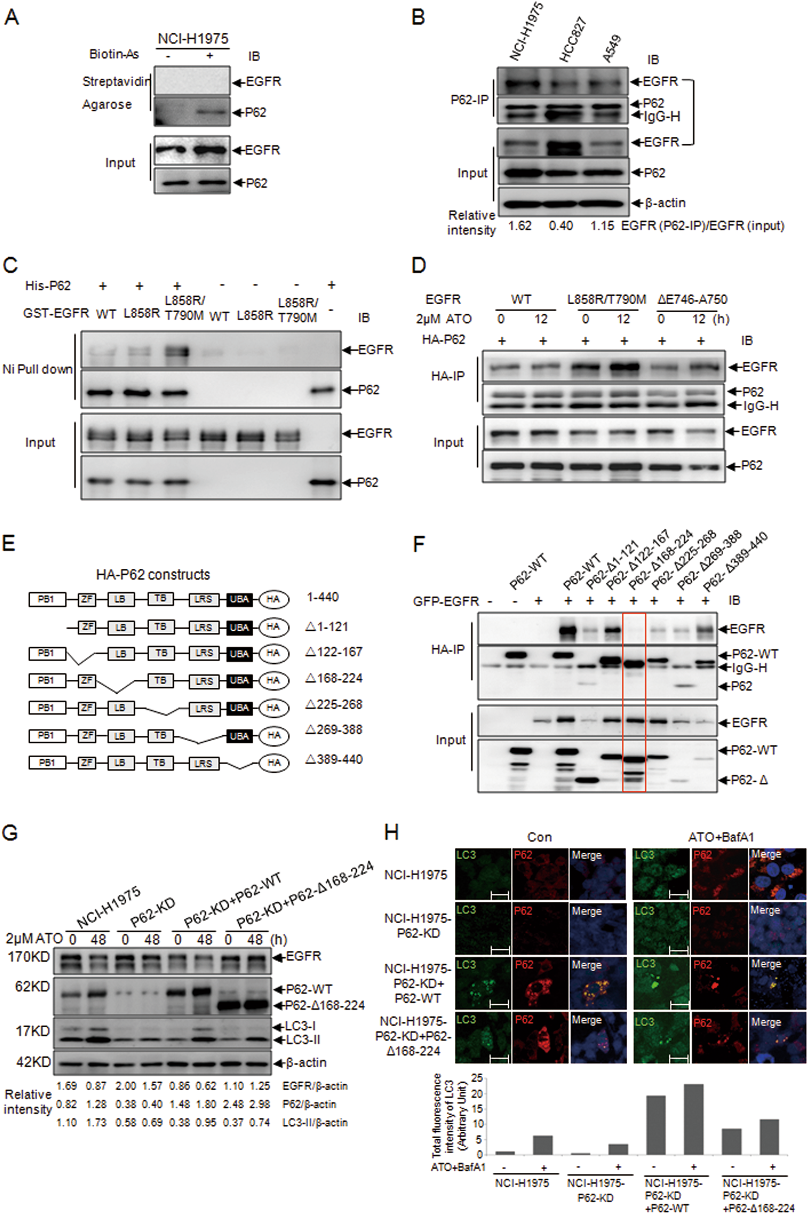 Fig. 3: Molecular evidence for the interaction between EGFR and P62.
