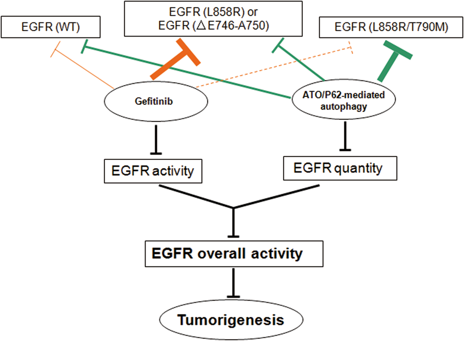 Fig. 6: Schematic of the effect of arsenic and gefitinib on the overall EGFR kinase activity in NSCLC.