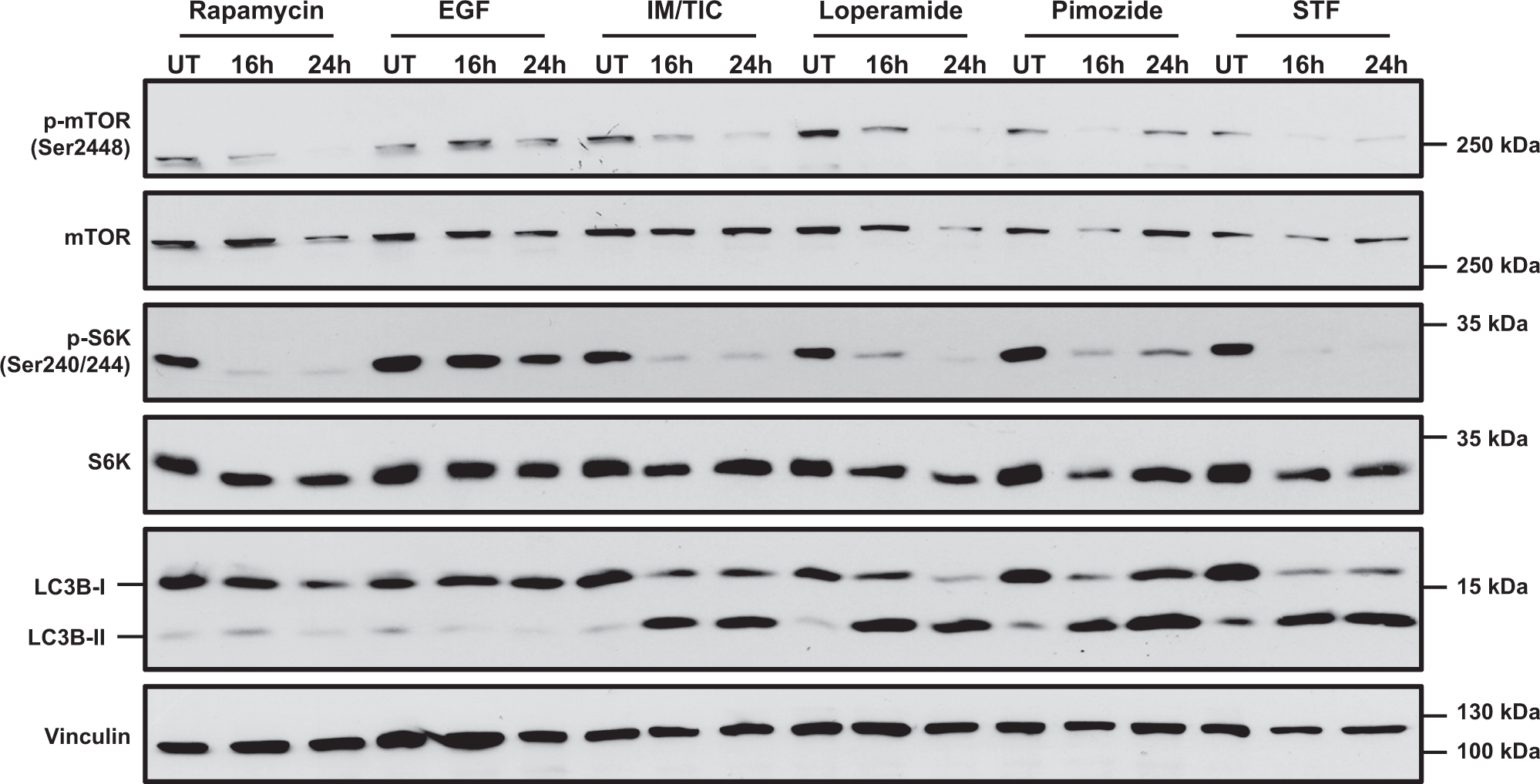 Fig. 4: Loperamide, pimozide, and STF-62247 induce dephosphorylation of mTOR and S6K.