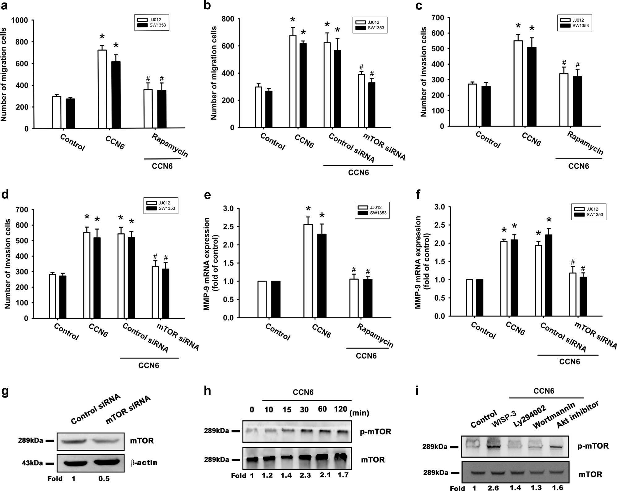 Fig. 3: The mTOR pathway is involved in CCN6-induced cell migration, invasion, and increased MMP-9 expression