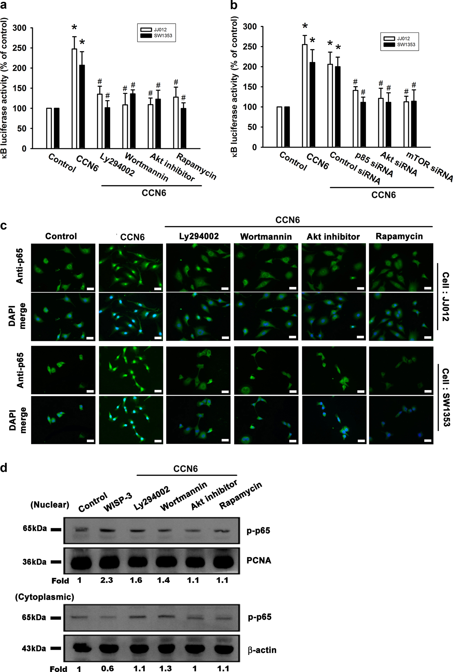 Fig. 5: The PI3K/Akt/mTOR pathway is involved in CCN6-mediated NF-κB activation.