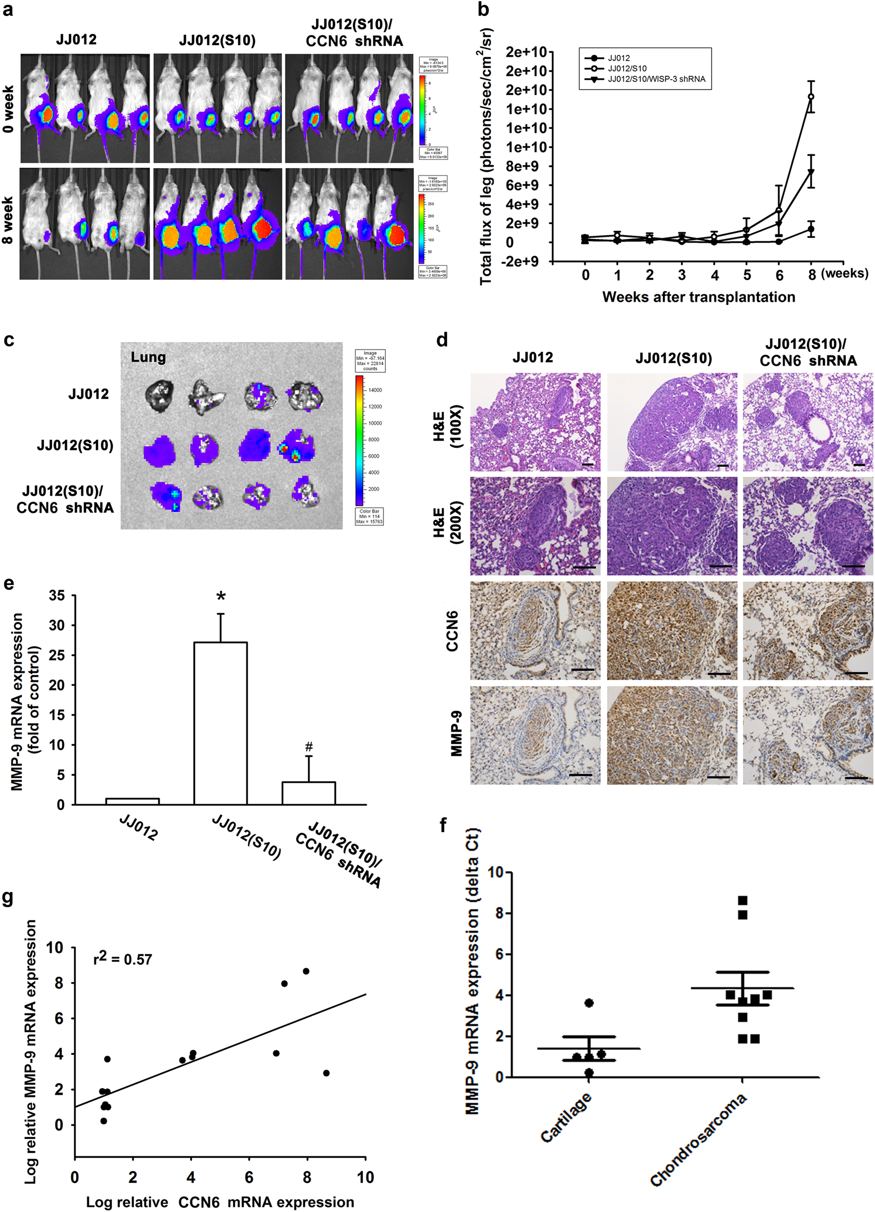 Fig. 7: The correlation of CCN6, MMP-9 and metastasis in clinical and in vivo analysis.