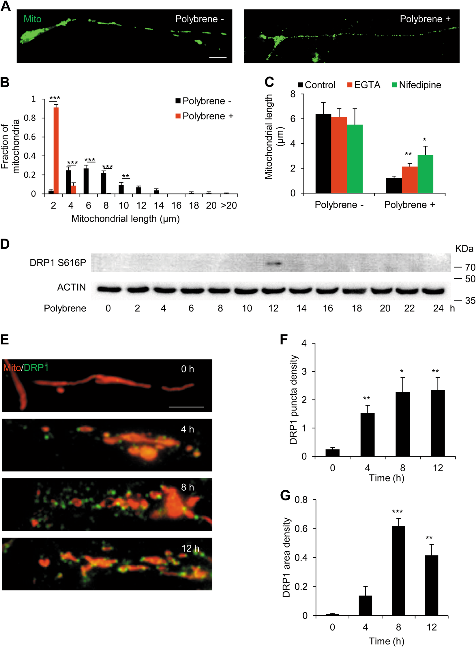 Fig. 3: Mitochondrial fragmentation is dependent on Ca2+ influx in neurites treated with polybrene.