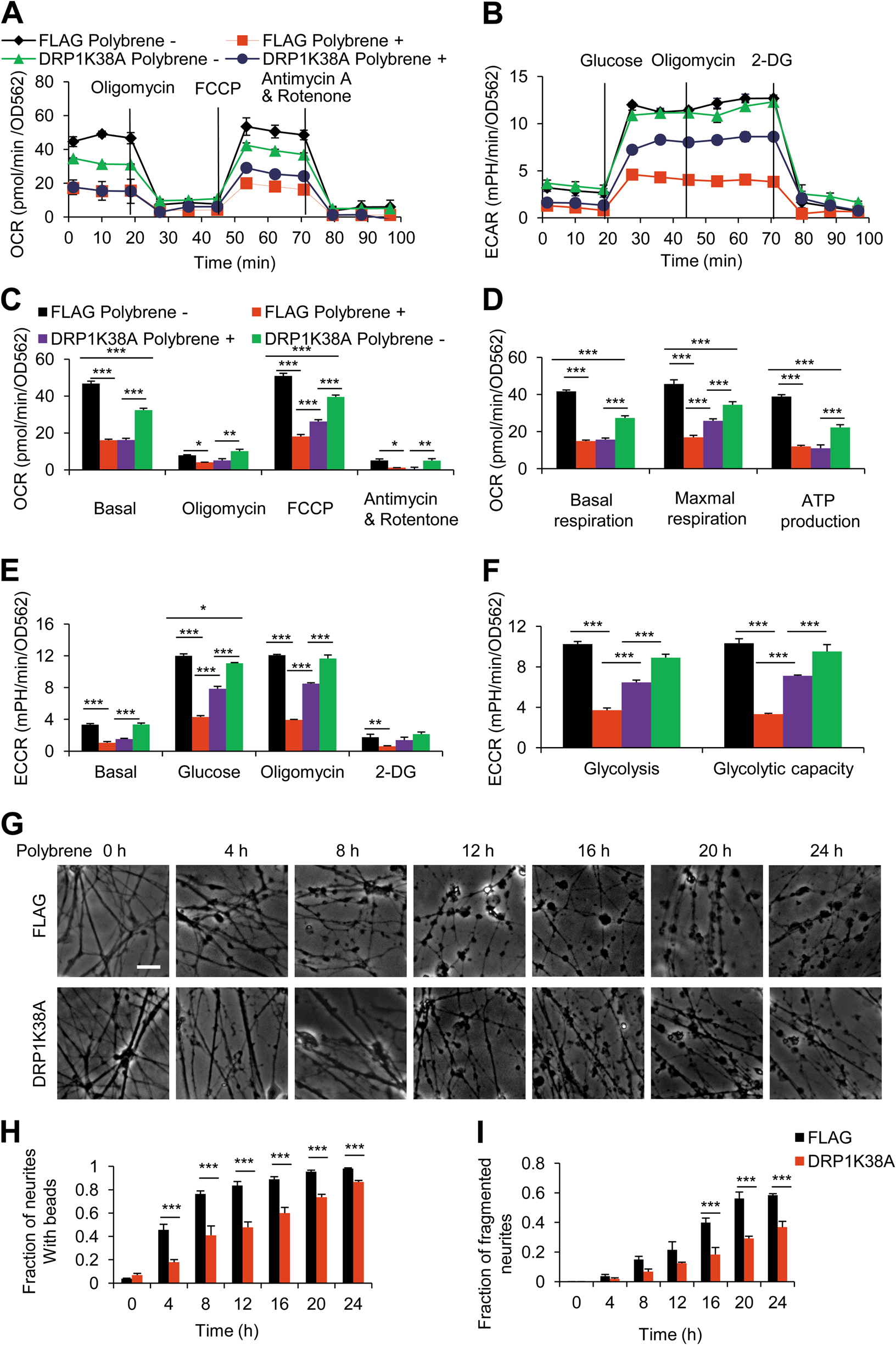 Fig. 4: DRP1-K38A prevents metabolic dysfunction and neural degeneration induced by polybrene.