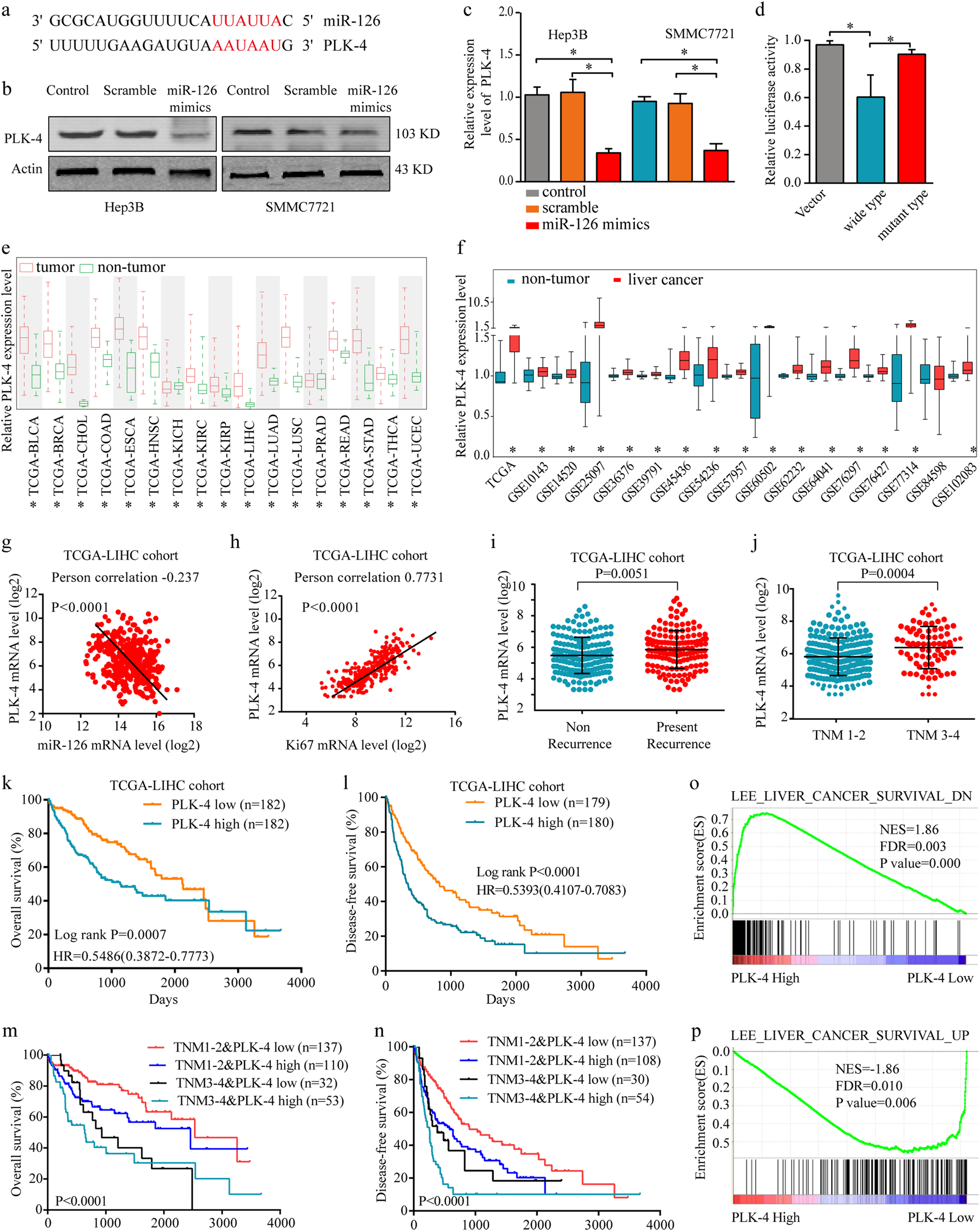 Fig. 3: Identification of PLK-4 as a miR-126 target in HCC.