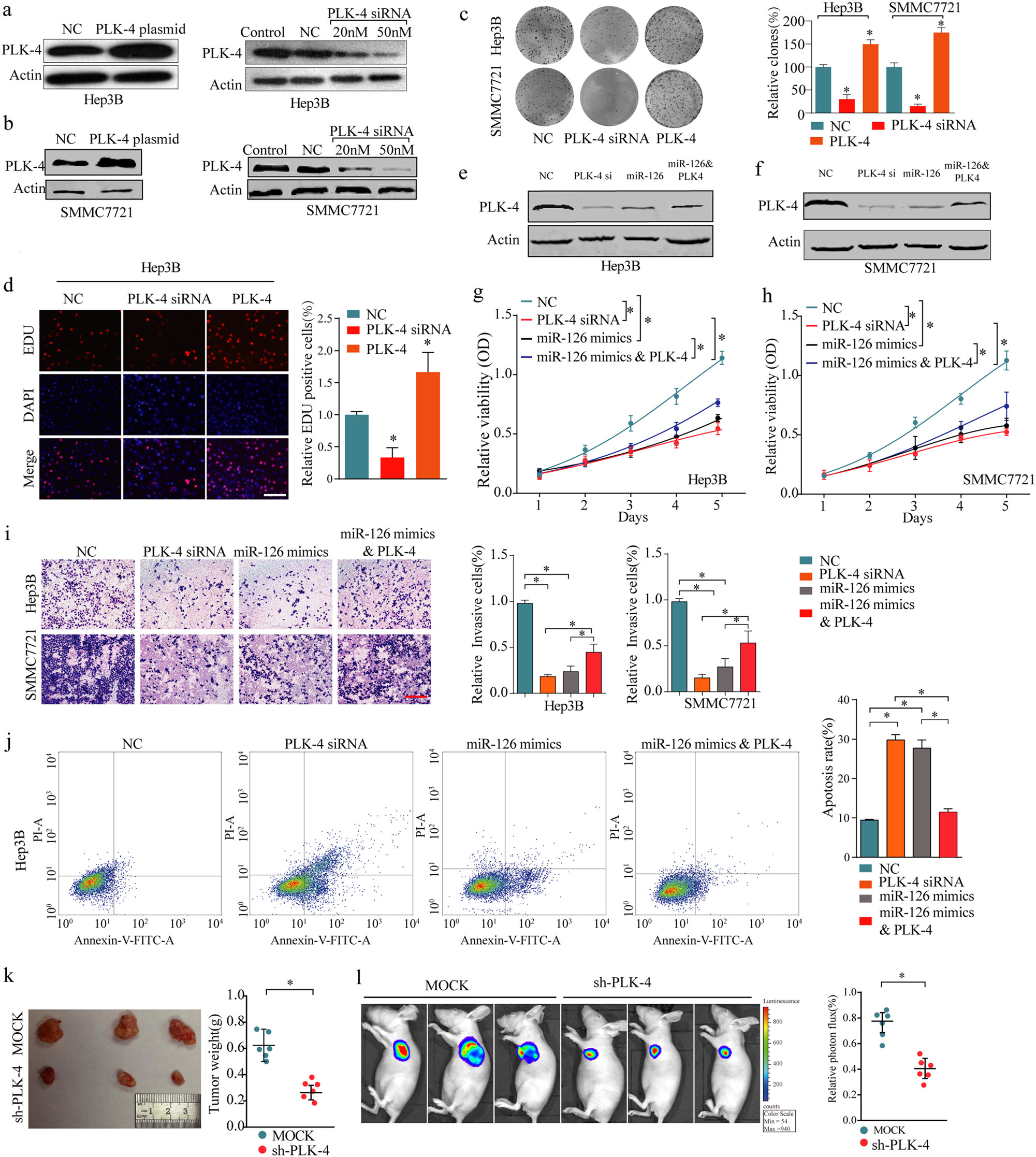 Fig. 5: In vitro and in vivo functional analysis of miR-126/PLK-4 axis in HCC.
