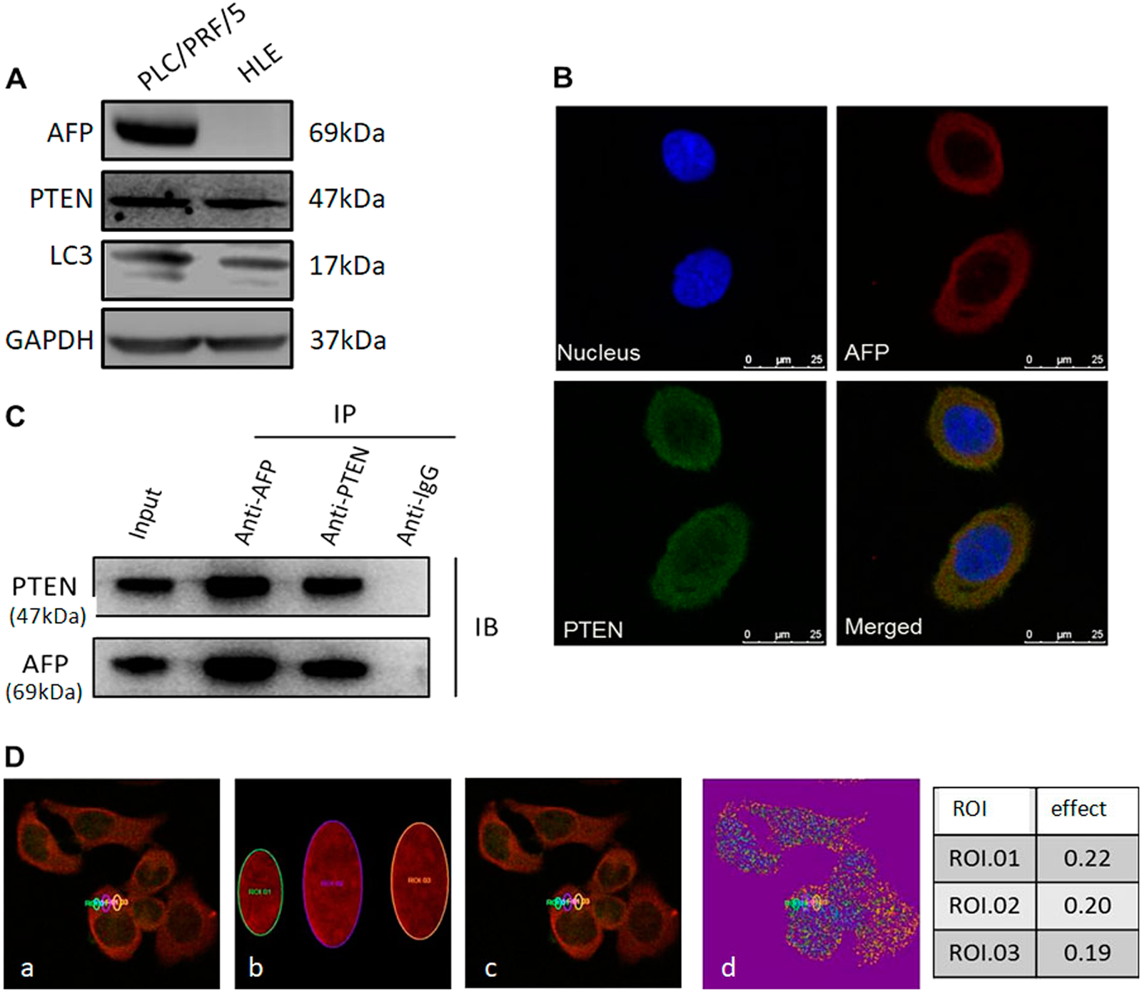 Fig. 1: Expression of AFP and its interaction with PTEN in PLC/PRF/5 and HLE cells.