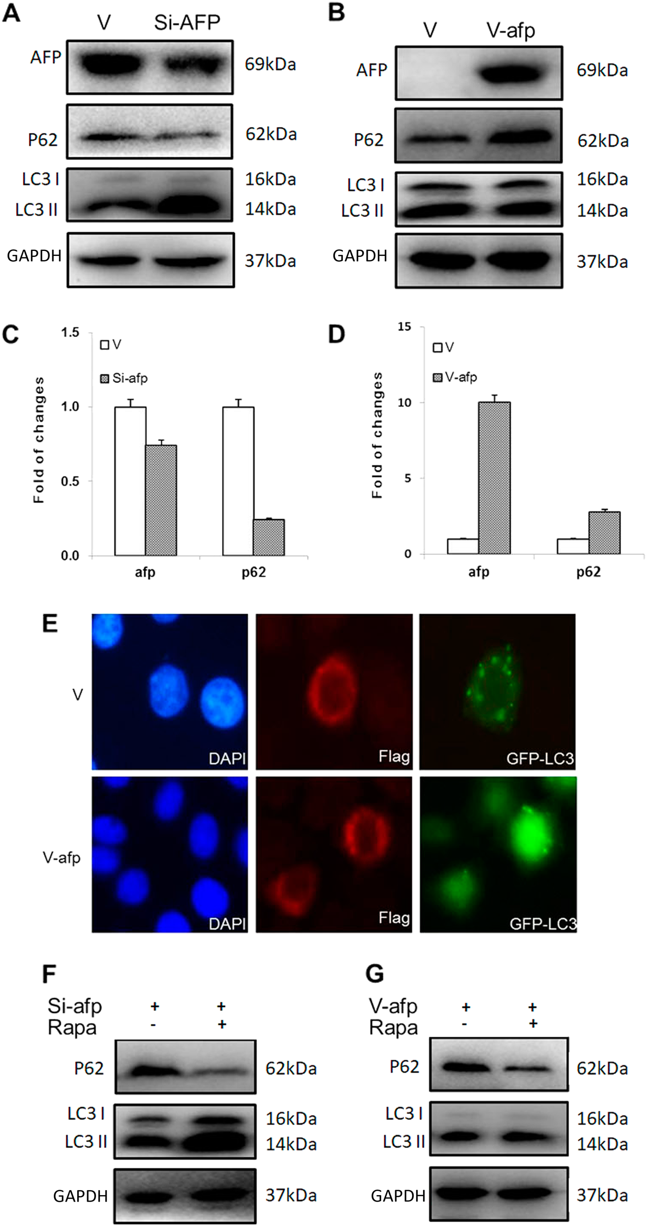 Fig. 3: The effect of AFP on autophagy in PLC/PRF/5 and HLE cells.