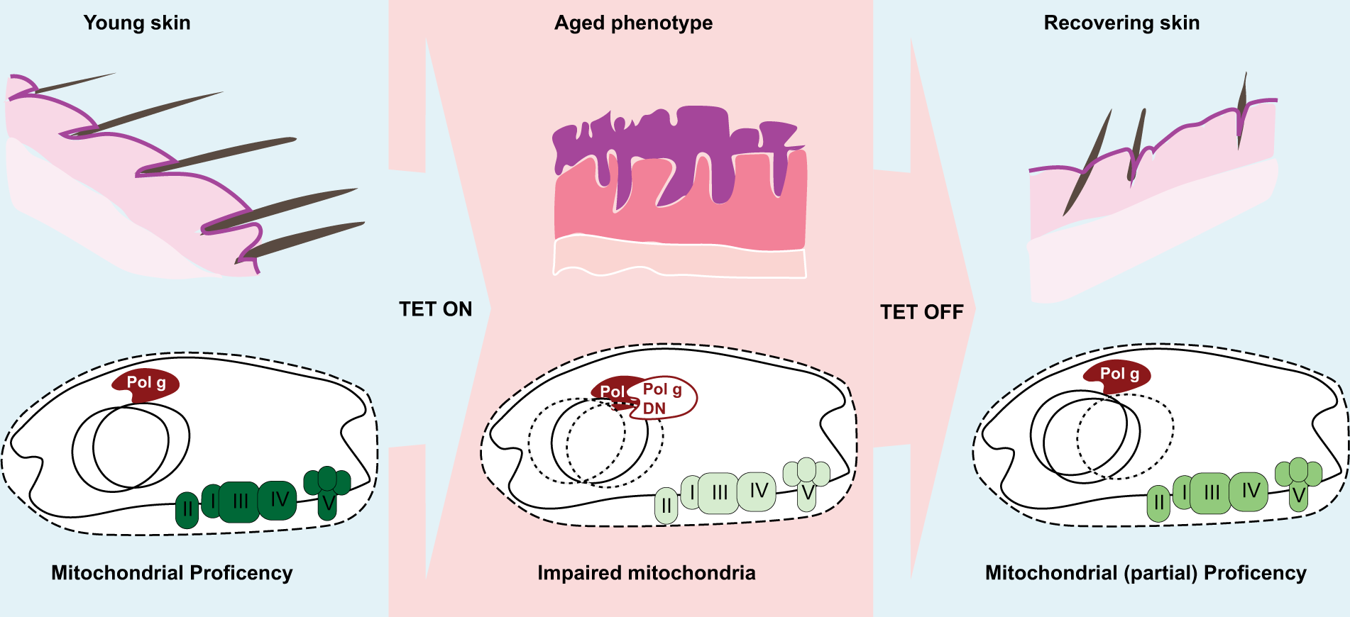 Impaired Recycling Of Mitochondria In >> Mitochondrial Dna Keeps You Young Cell Death Disease Impaired Recycling Of Mitochondria In >> Mitochondrial Dna Keeps You Young Cell Death Disease