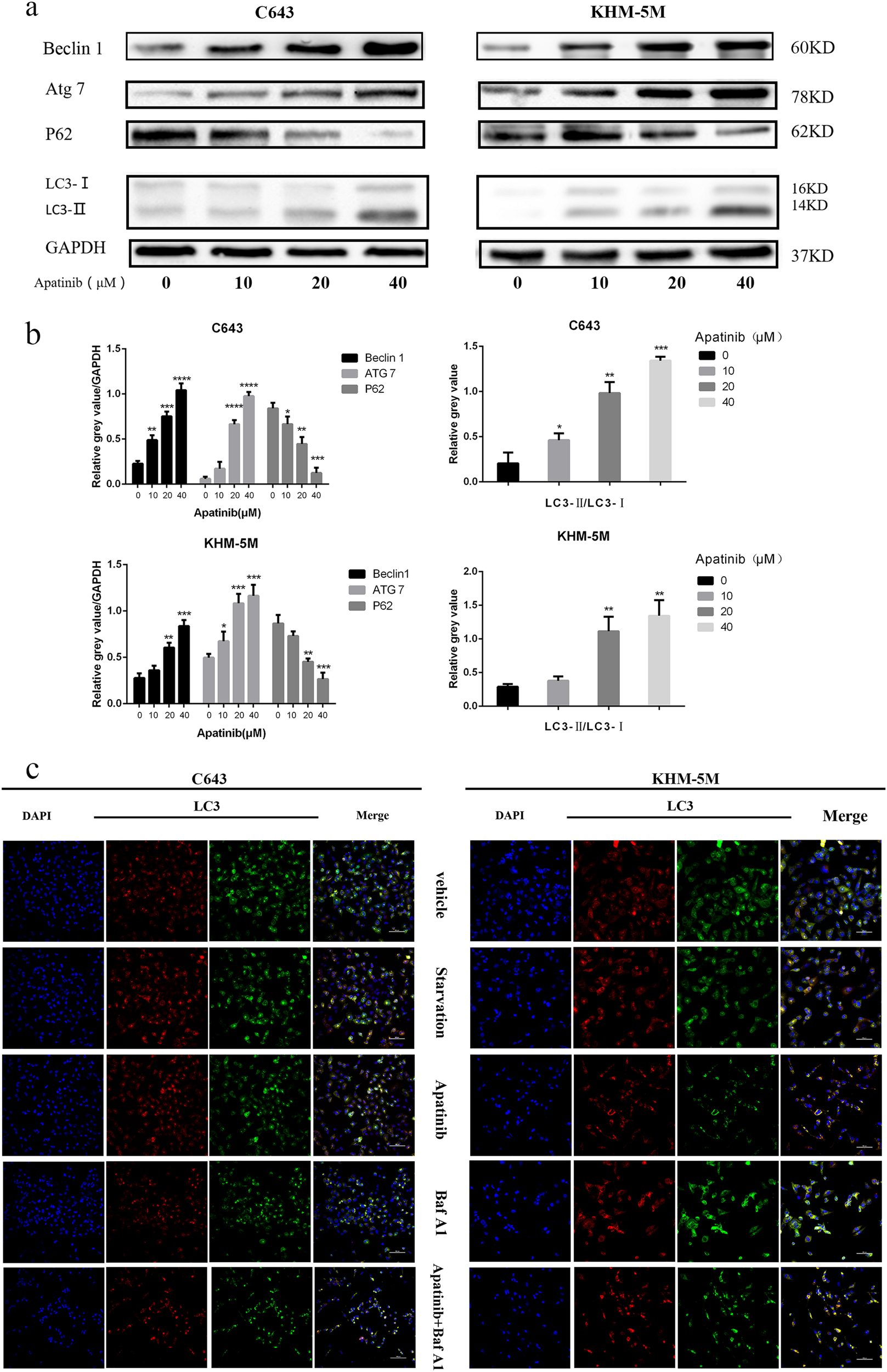 Fig. 2: Apatinib induced autophagy in ATC cells.