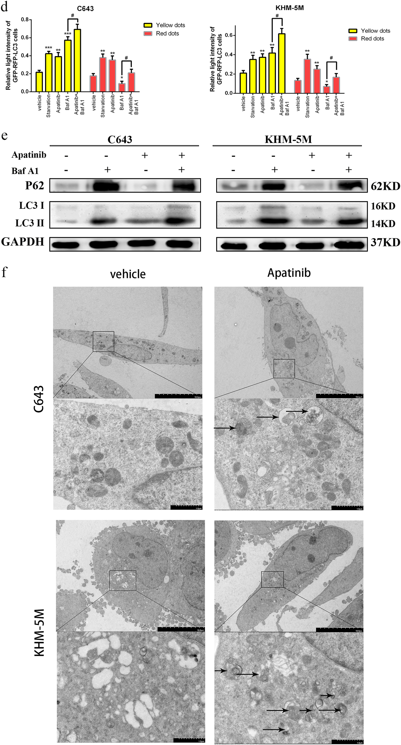 Fig. 2: Apatinib induced autophagy in ATC cells.