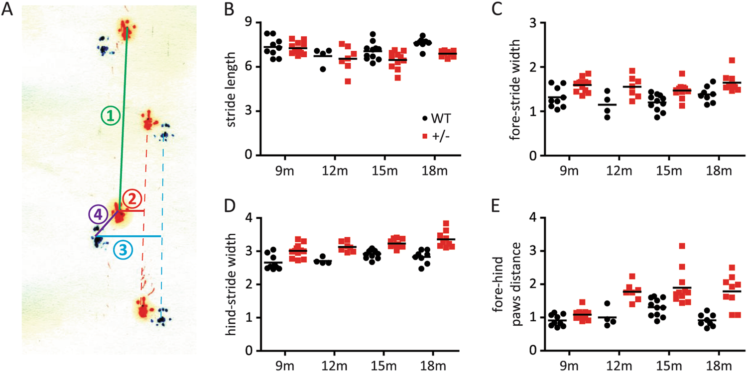 Fig. 2: Spontaneous gait abnormality of HIP2+/− mice.