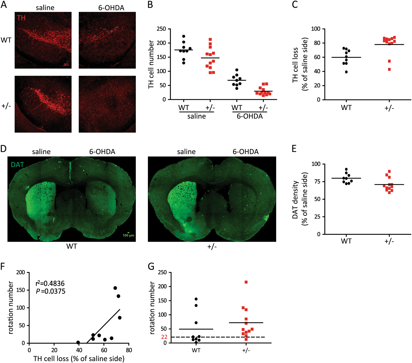 Fig. 4: 6-OHDA caused more severe pathological and behavior damages in HIP2+/− mice.