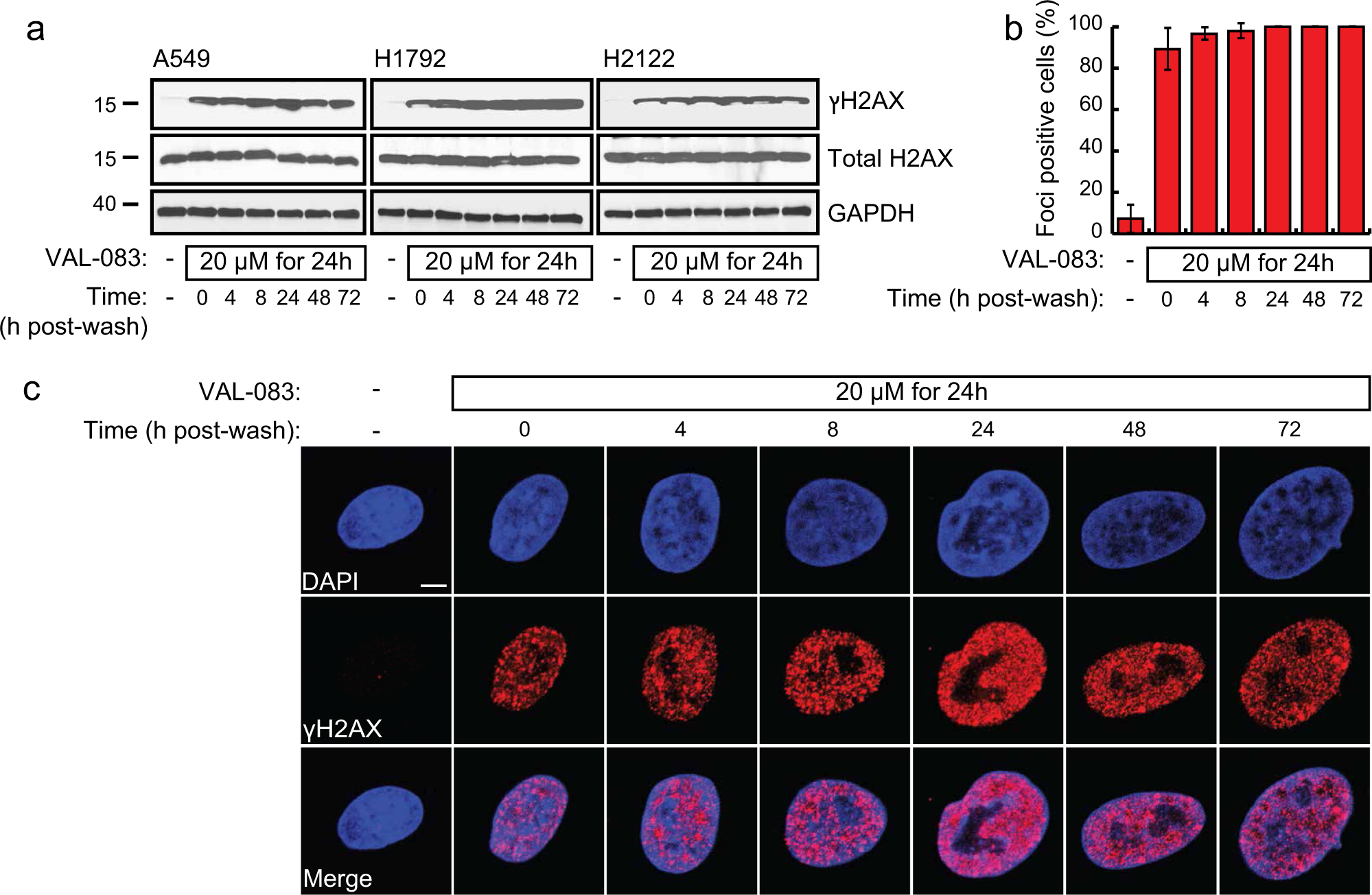 Fig. 2: DAG induces DNA damage in NSCLC cells.