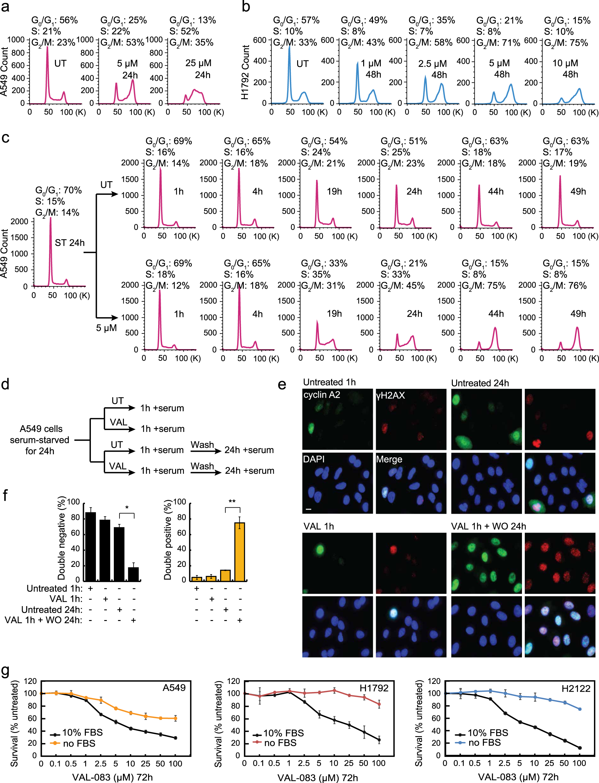 Fig. 3: DAG-induced DNA damage occurs in S phase of the cell cycle.