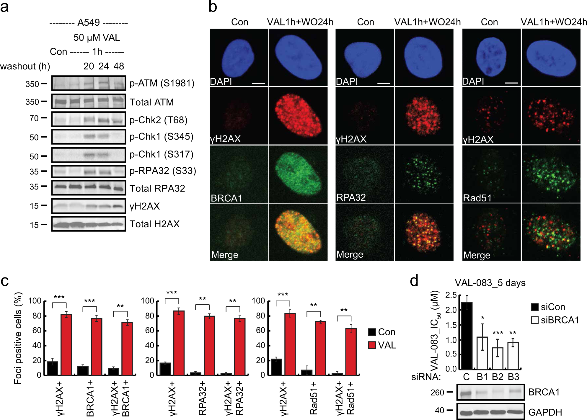 Fig. 4: DAG-induced DNA damage is repaired by homologous recombination.