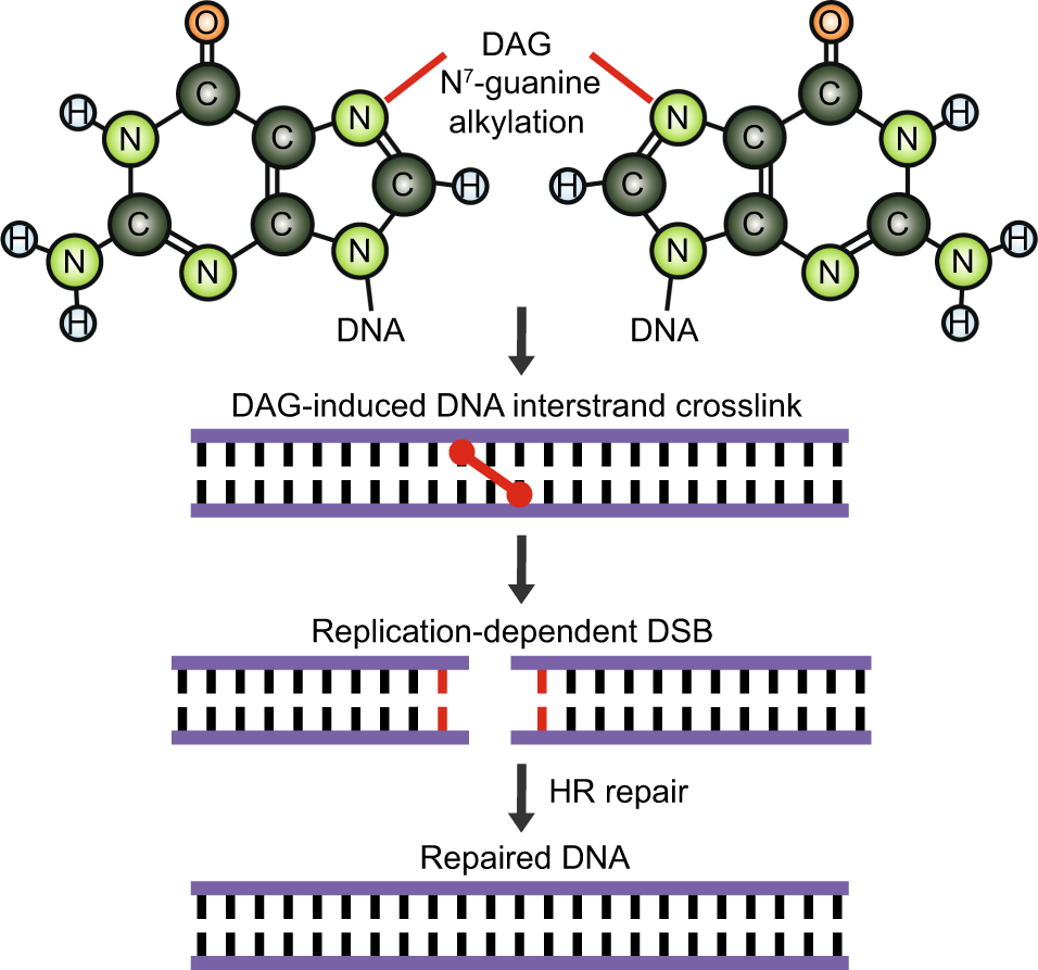 Fig. 5: Model of the mechanism of action of DAG in lung cancer cells.