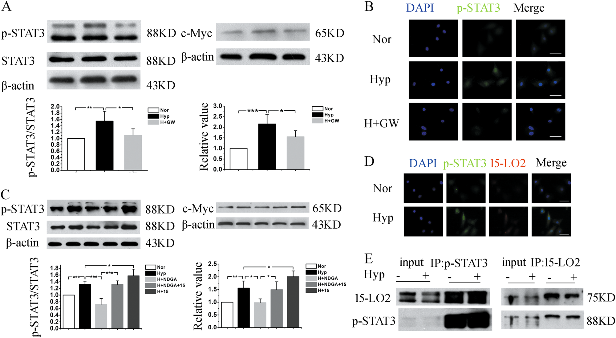 Fig. 5: 15-LO2-containing exosomes modulated the phosphorylation of STAT3.
