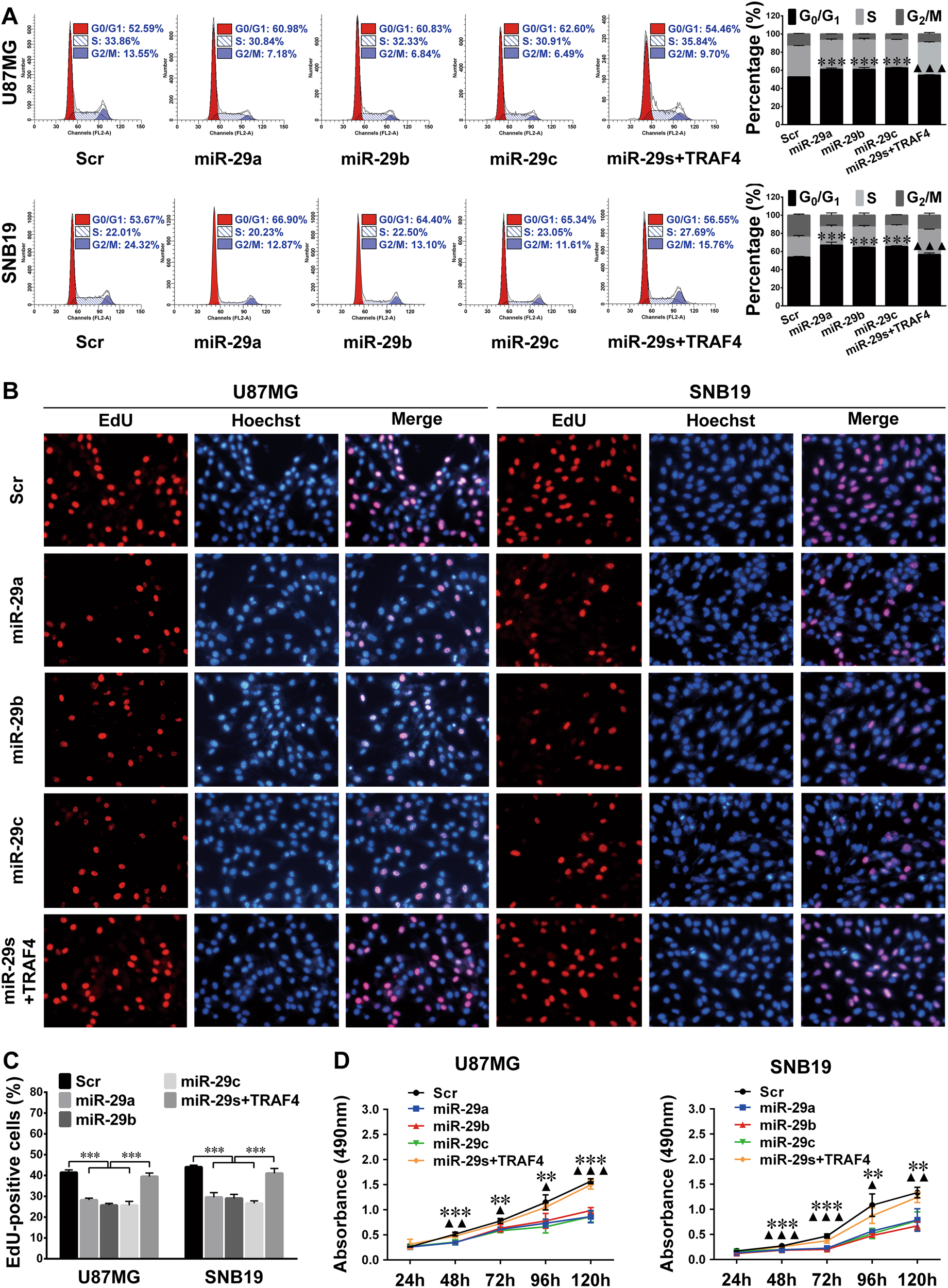 Fig. 6: miR-29a/b/c block cell cycle progression and glioma cell proliferation by targeting TRAF4.