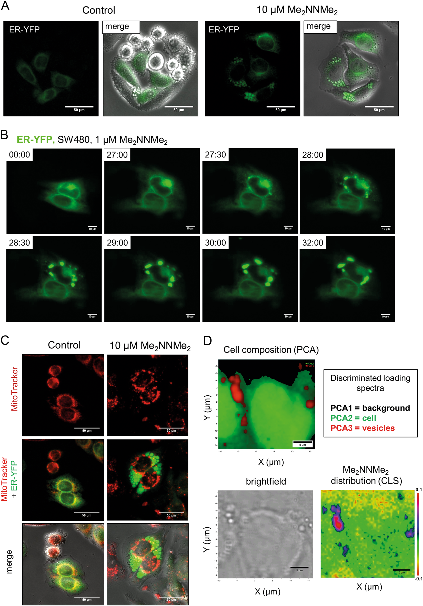 Fig. 2: Me2NNMe2 accumulation in the ER-derived vesicles.