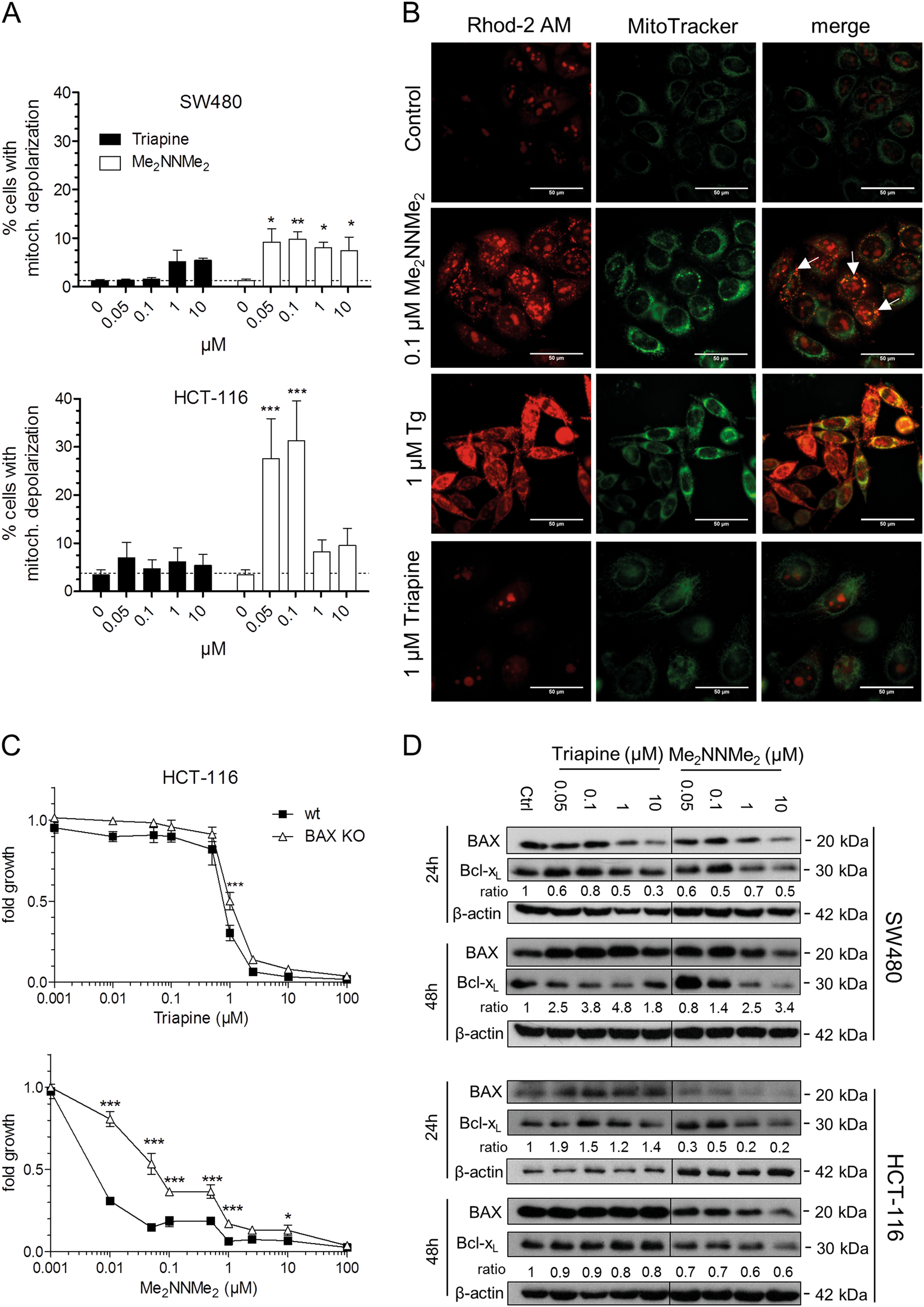Fig. 3: Mitochondrial involvement in the activity of Triapine and Me2NNMe2.