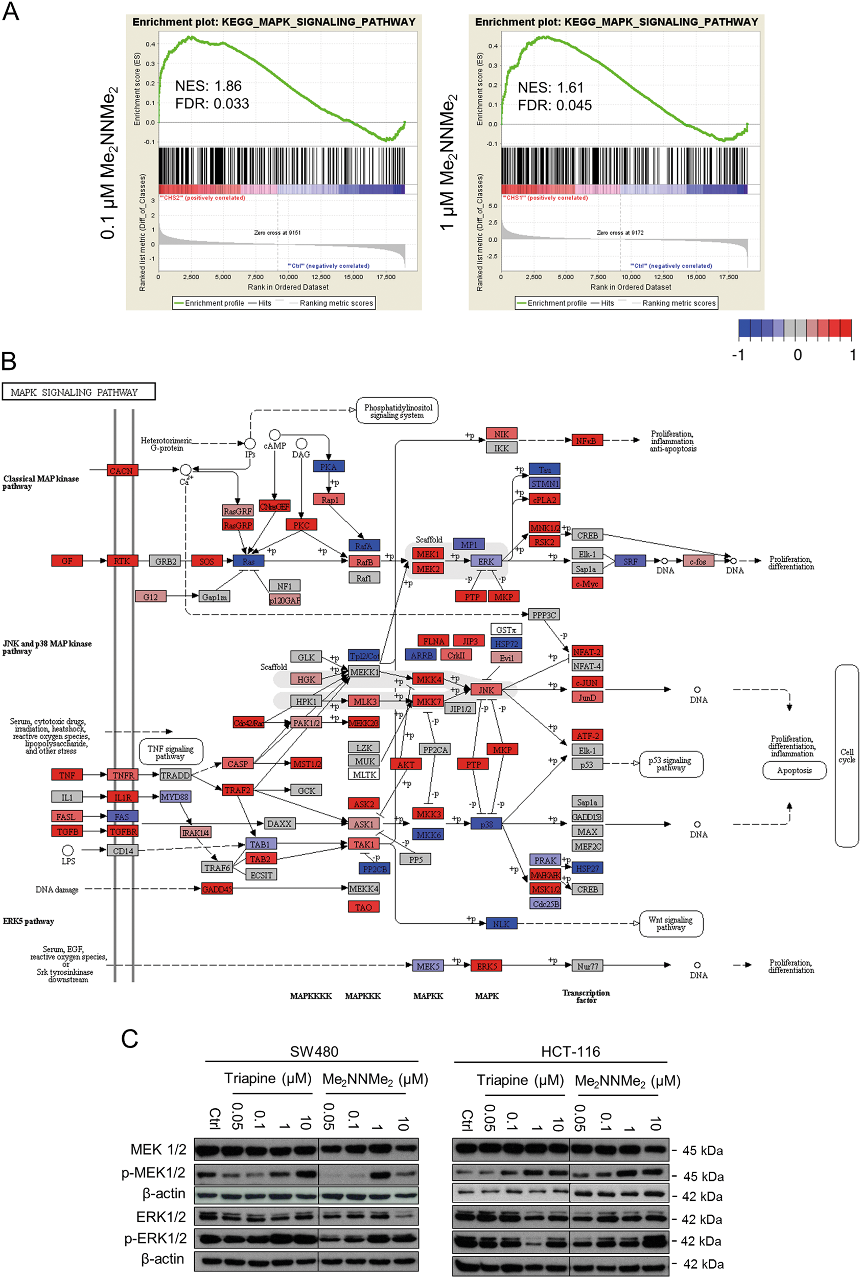 Fig. 5: Role of the MAPK pathway in the activity of Triapine and Me2NNMe2.