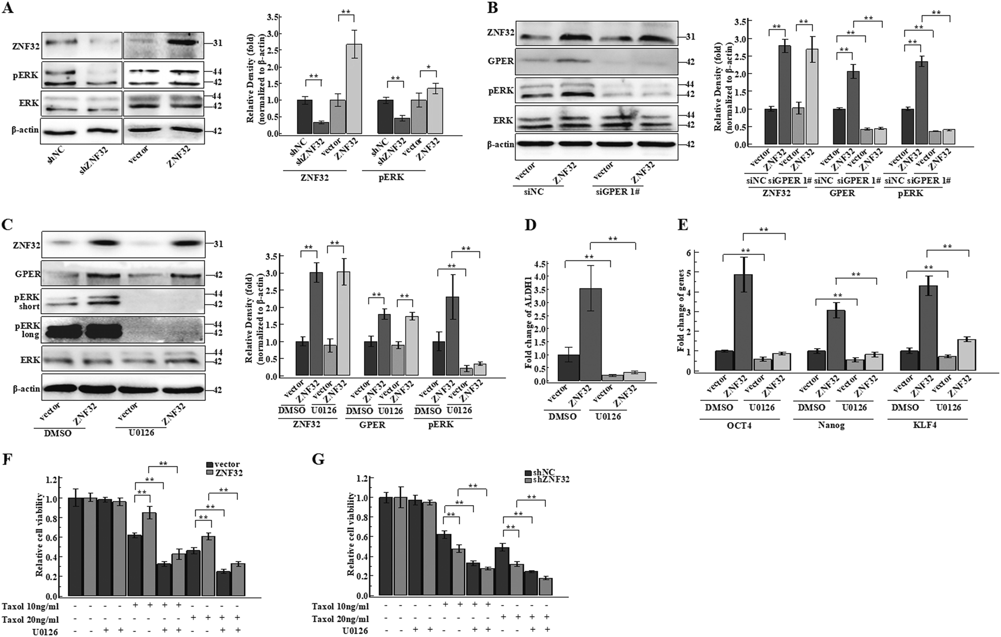 Fig. 6: ZNF32 and GPER regulate breast cancer stem cell populations by activating the ERK pathway.