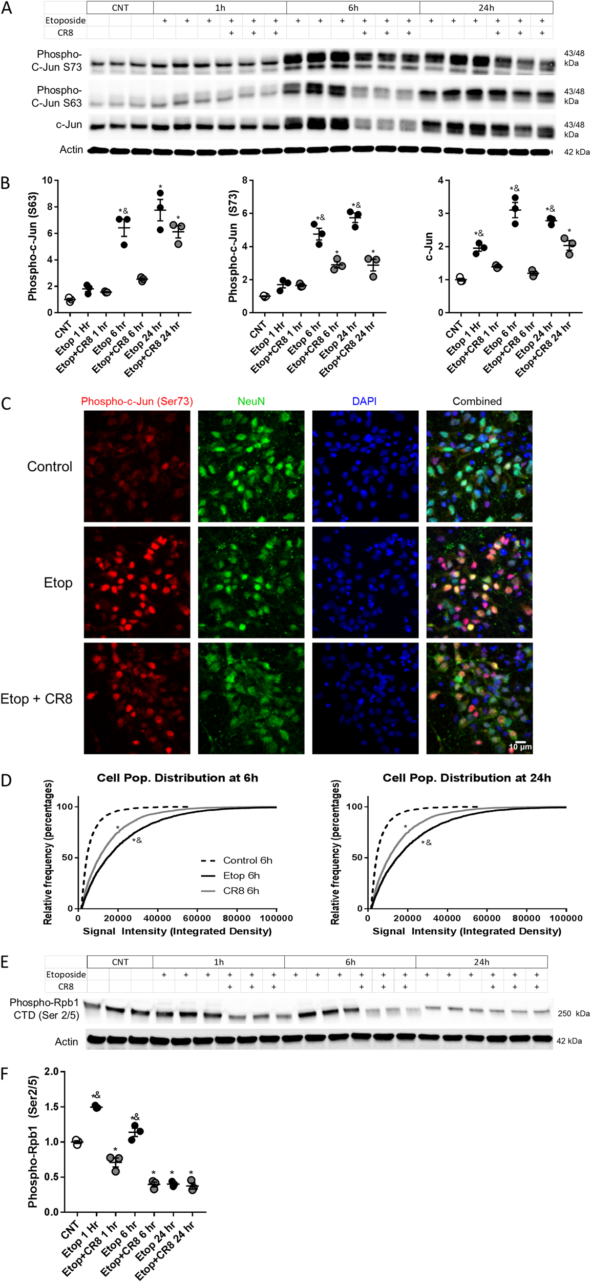 Fig. 6: CR8 reduces etoposide-induced activation of the c-Jun injury response pathway in primary neurons.