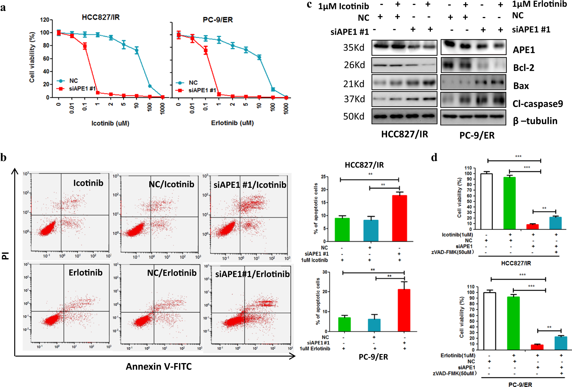 Fig. 3: Silencing of APE1 enhanced the sensitivity of TKI-resistant LUAD cells to TKIs treatment.