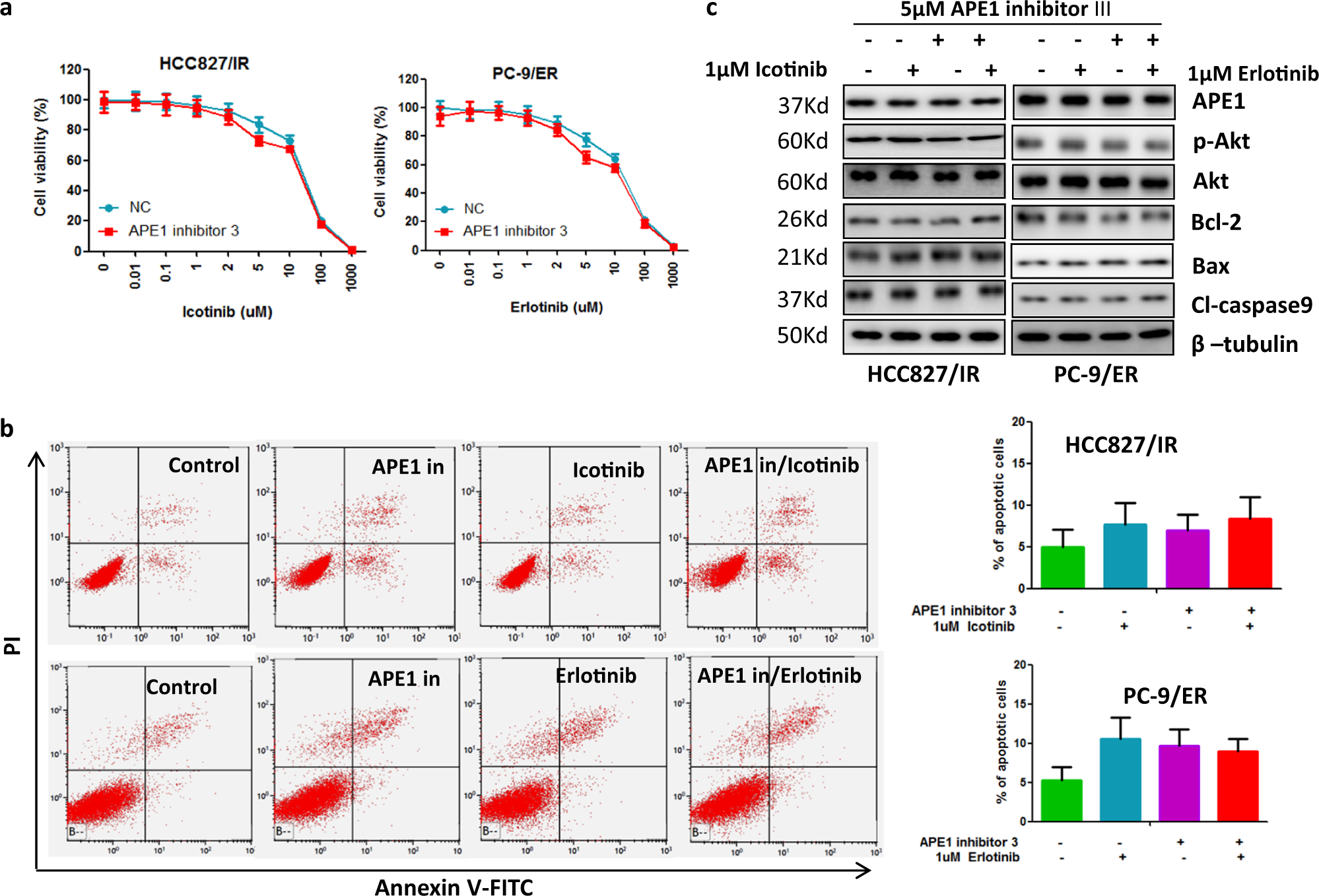 Fig. 6: Inhibition of APE1 DNA repair function did not affect Akt phosphorylation and sensitivity of TKI-resistant LUAD cells to TKI treatment.