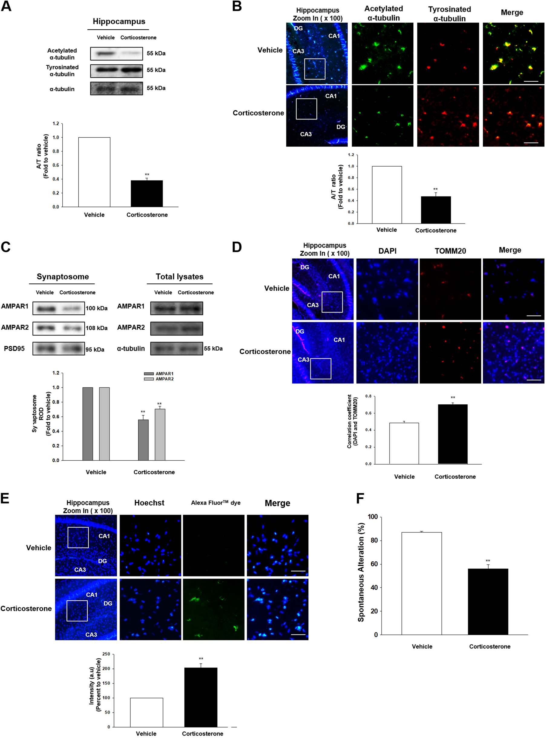 Fig. 1: The effect of corticosterone on microtubule destabilization in the male ICR mice.