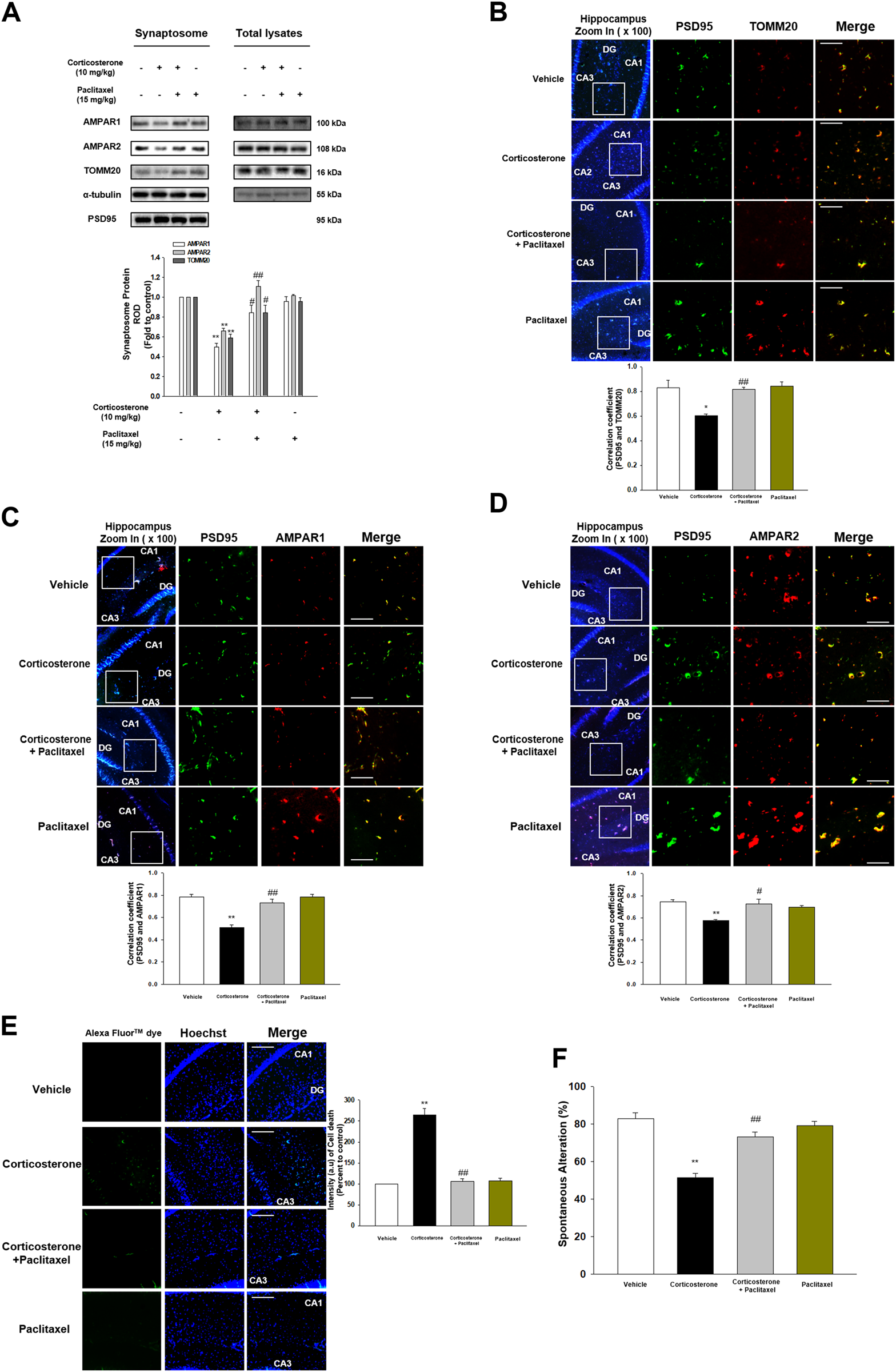 Fig. 6: Corticosterone-induced memory impairment was attenuated by paclitaxel.