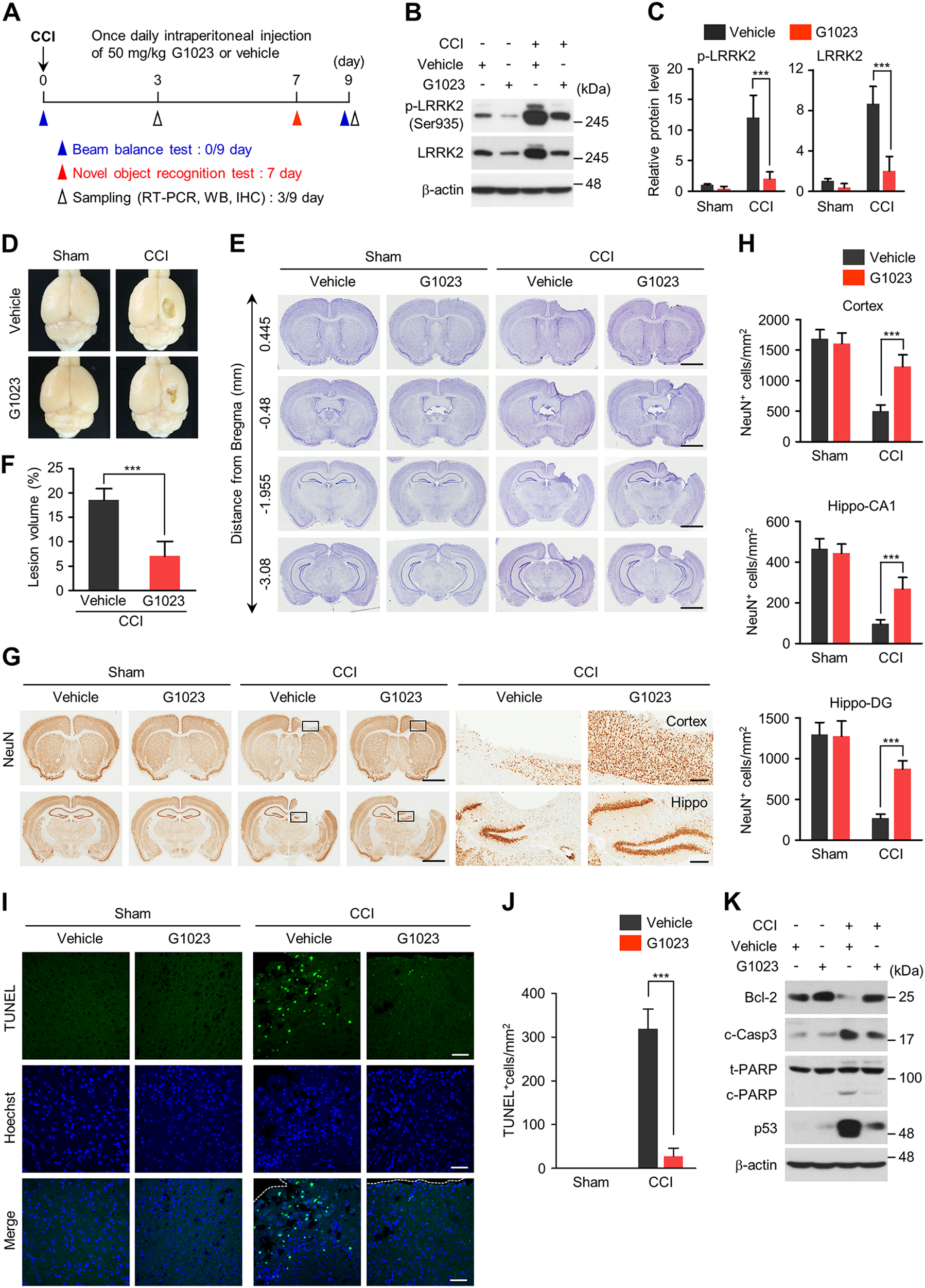 Fig. 6: LRRK2 inhibition alleviates CCI-induced brain lesions and neuronal loss.