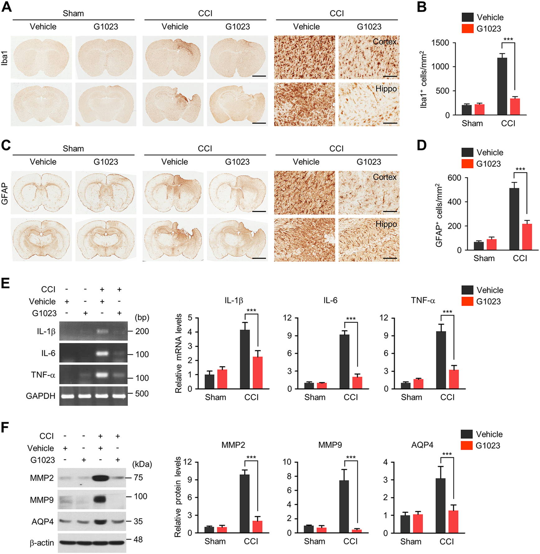 Fig. 7: LRRK2 inhibition reduces CCI-induced brain pathologies.