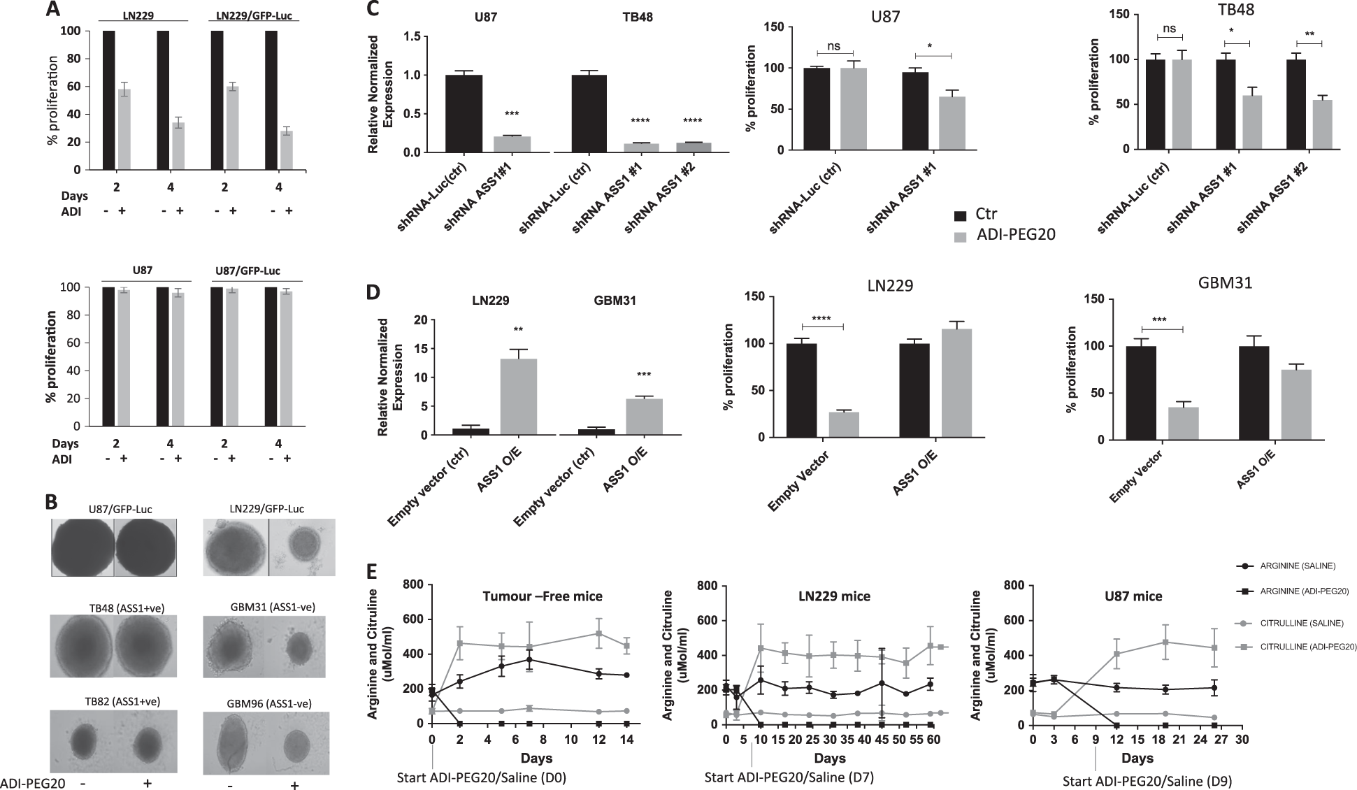 Efficacy of arginine depletion by ADI-PEG20 in an intracranial model of GBM | Cell Death & Disease