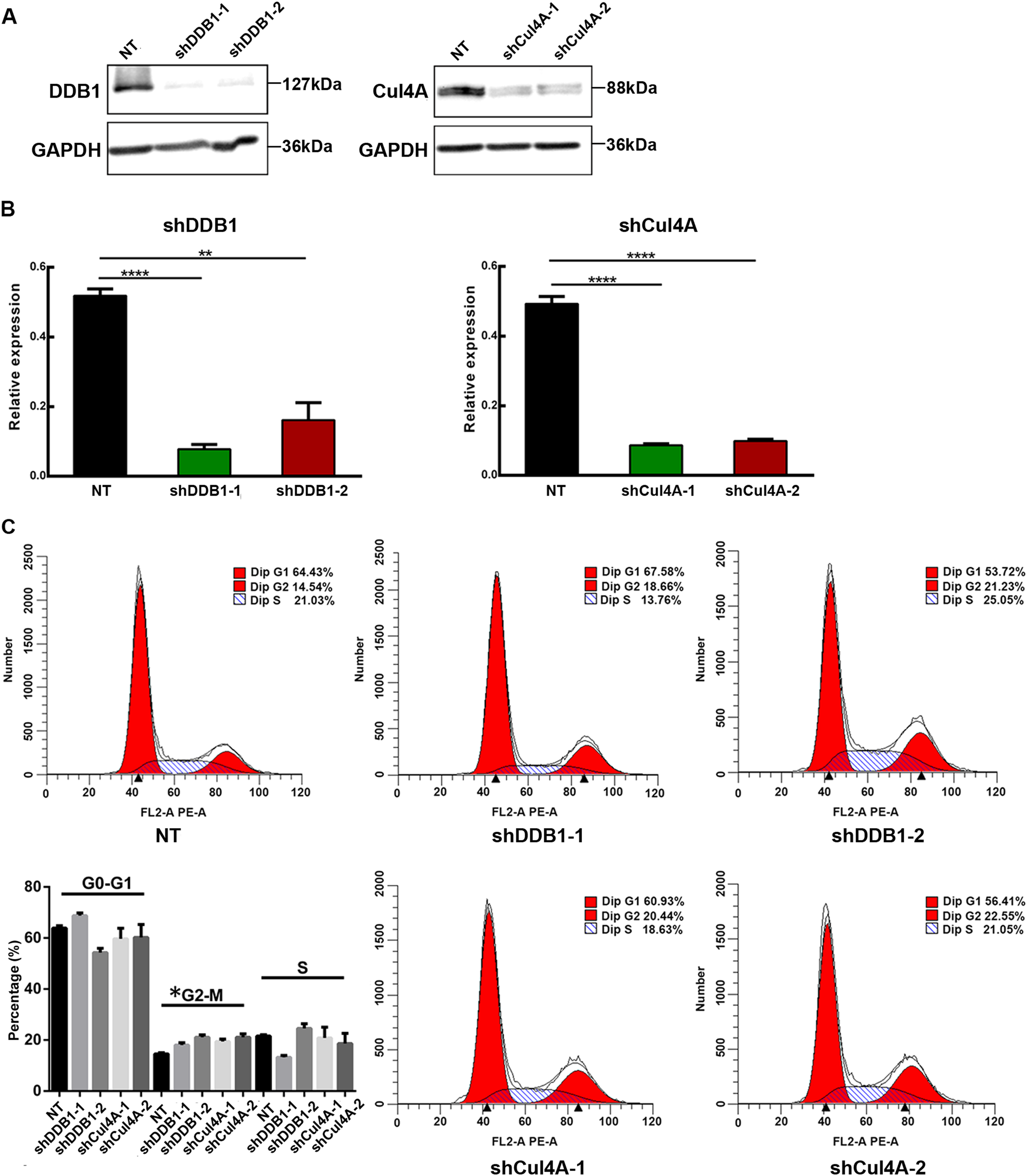Fig. 2: CRL4 promotes ovarian cancer cell proliferation by regulating the cell cycle.