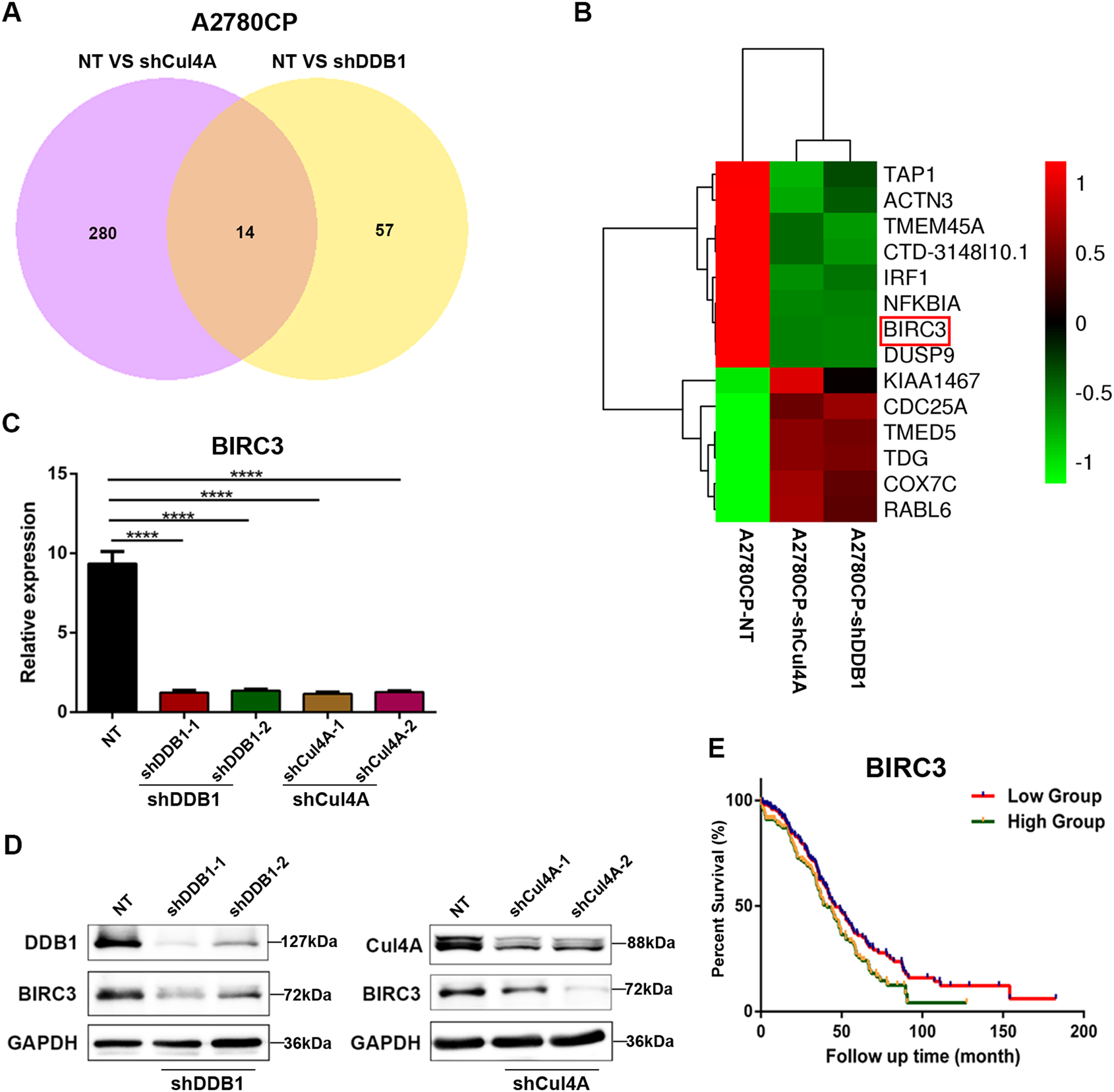Fig. 5: Cul4A and DDB1 regulate common and distinct downstream target genes in A2780CP cells.
