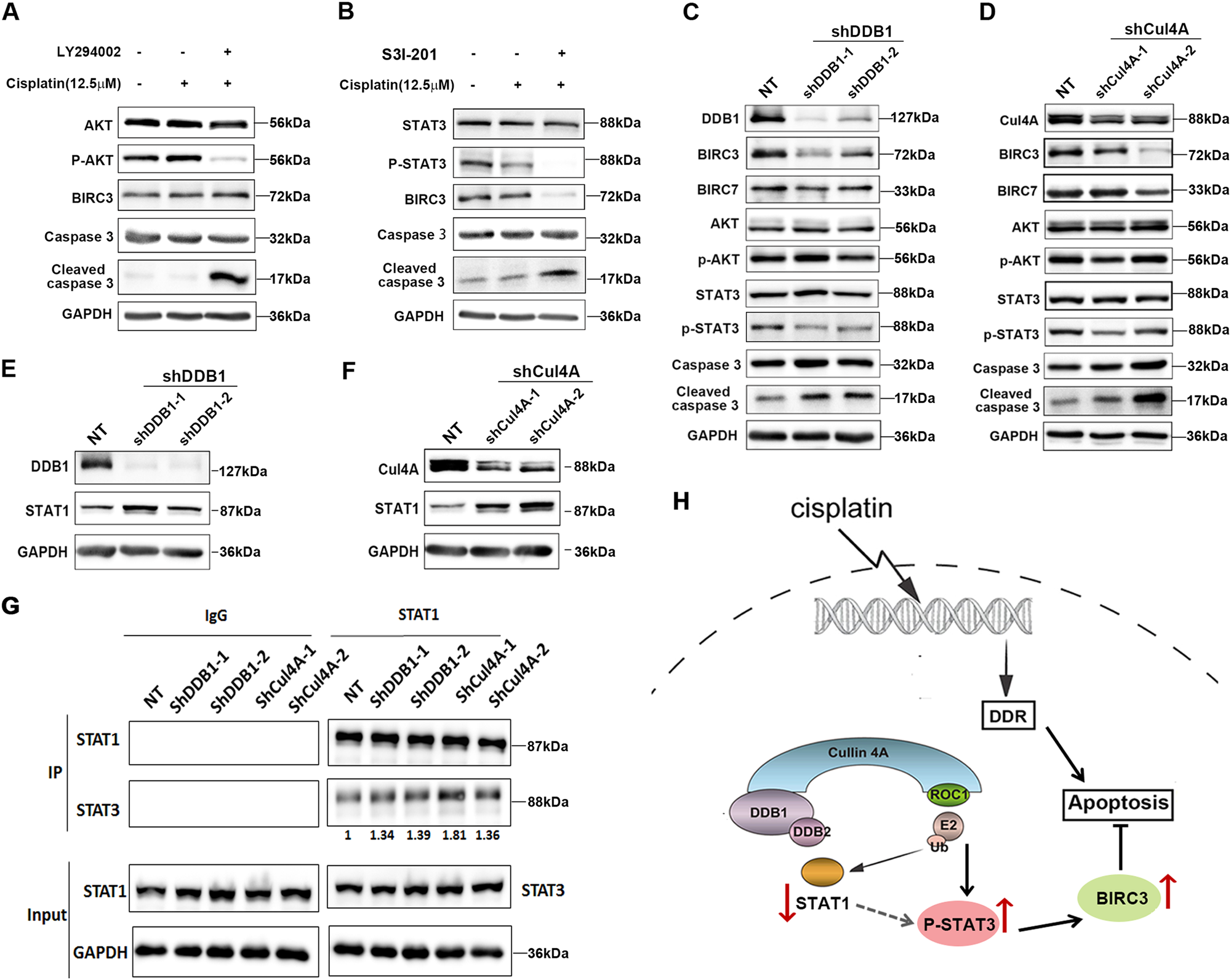 Fig. 7: Upregulation of BIRC3 in ovarian cancer requires the STAT3 pathway.